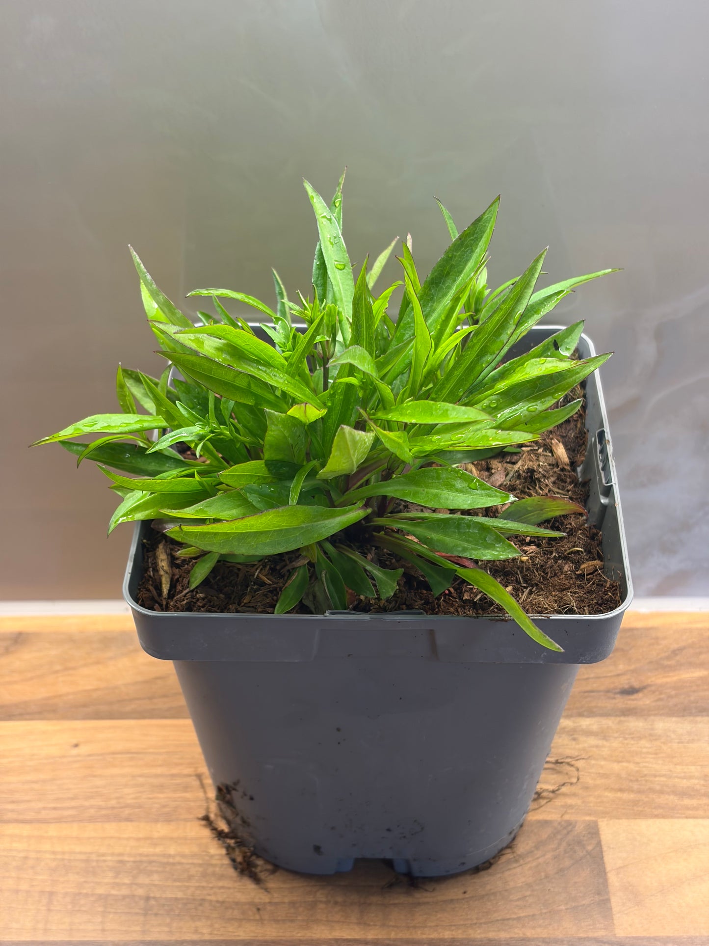 Aster Purple Light 2L hardy perennial daisy flowers ASTER dumosus/141099/177168/GB