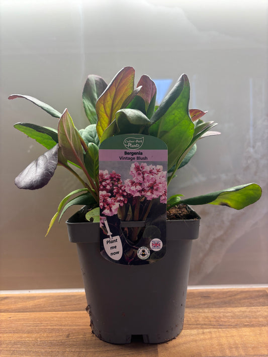 Bergenia Vintage Blush 2L Elephants Ear BERGENIA/141099/170050/GB