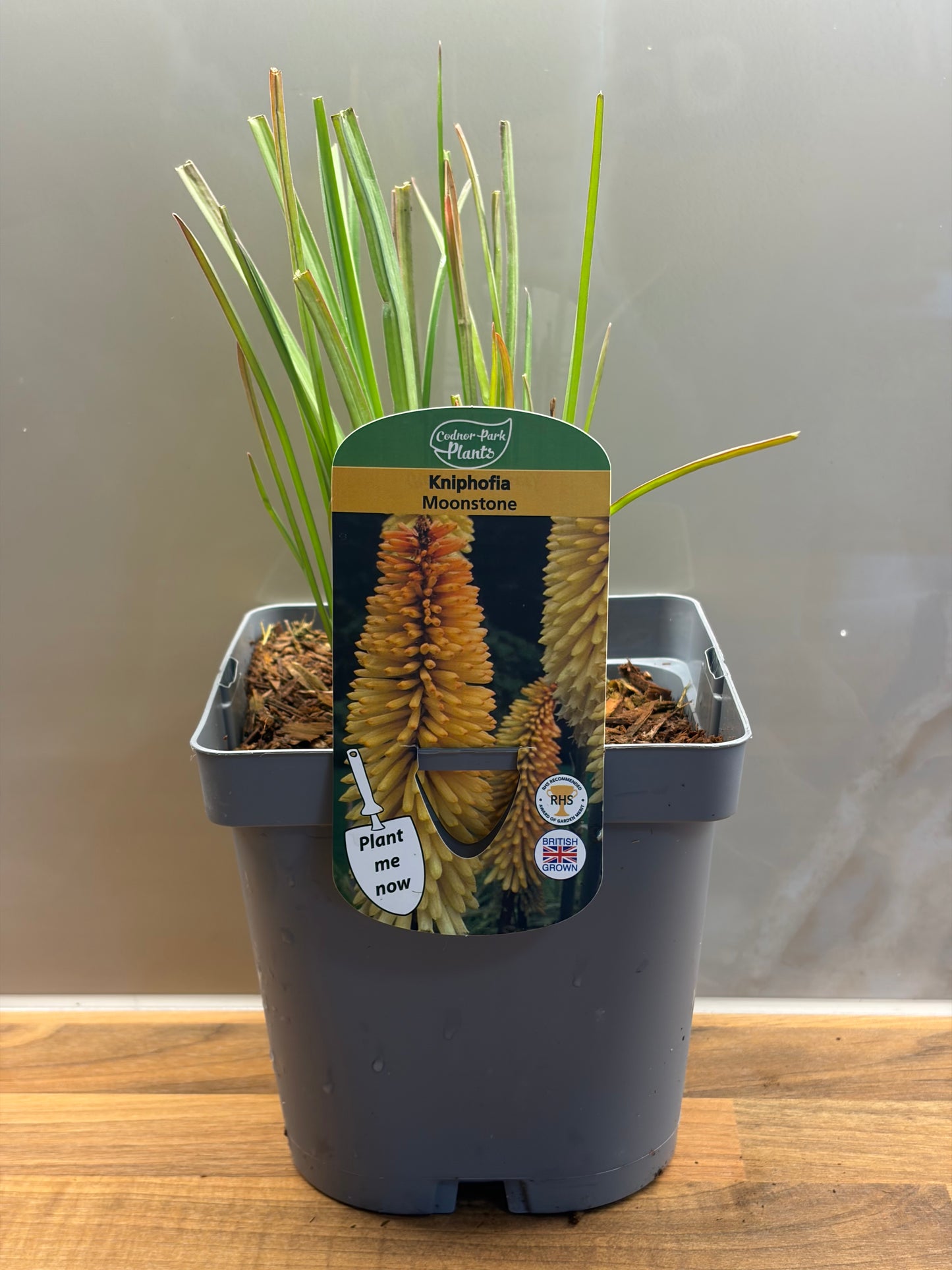 Kniphofia Moonstone 2L Red Hot Poker KNIPHOFIA/141099/177168/GB