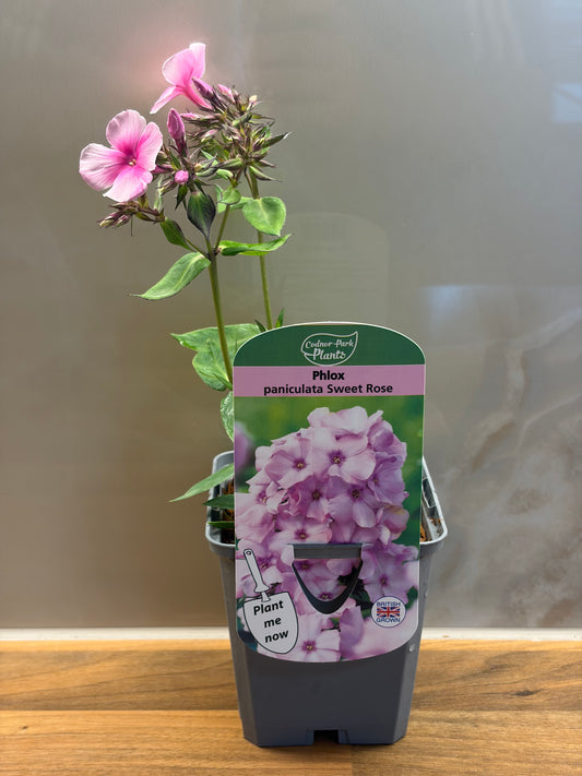 Phlox Sweet Summer Rose P9 PHLOX paniculata/141099/177168/GB