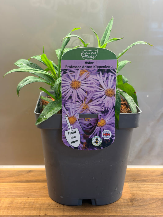 Aster Professor Anton Kippenberg 2L ASTER novi-belgii/141099/177168/GB