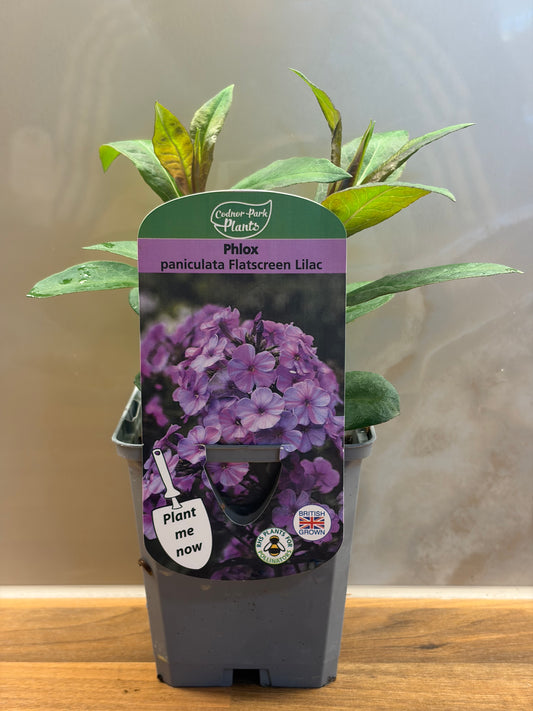 Phlox Flatscreen Lilac Time P9 PHLOX paniculata/141099/177168/GB