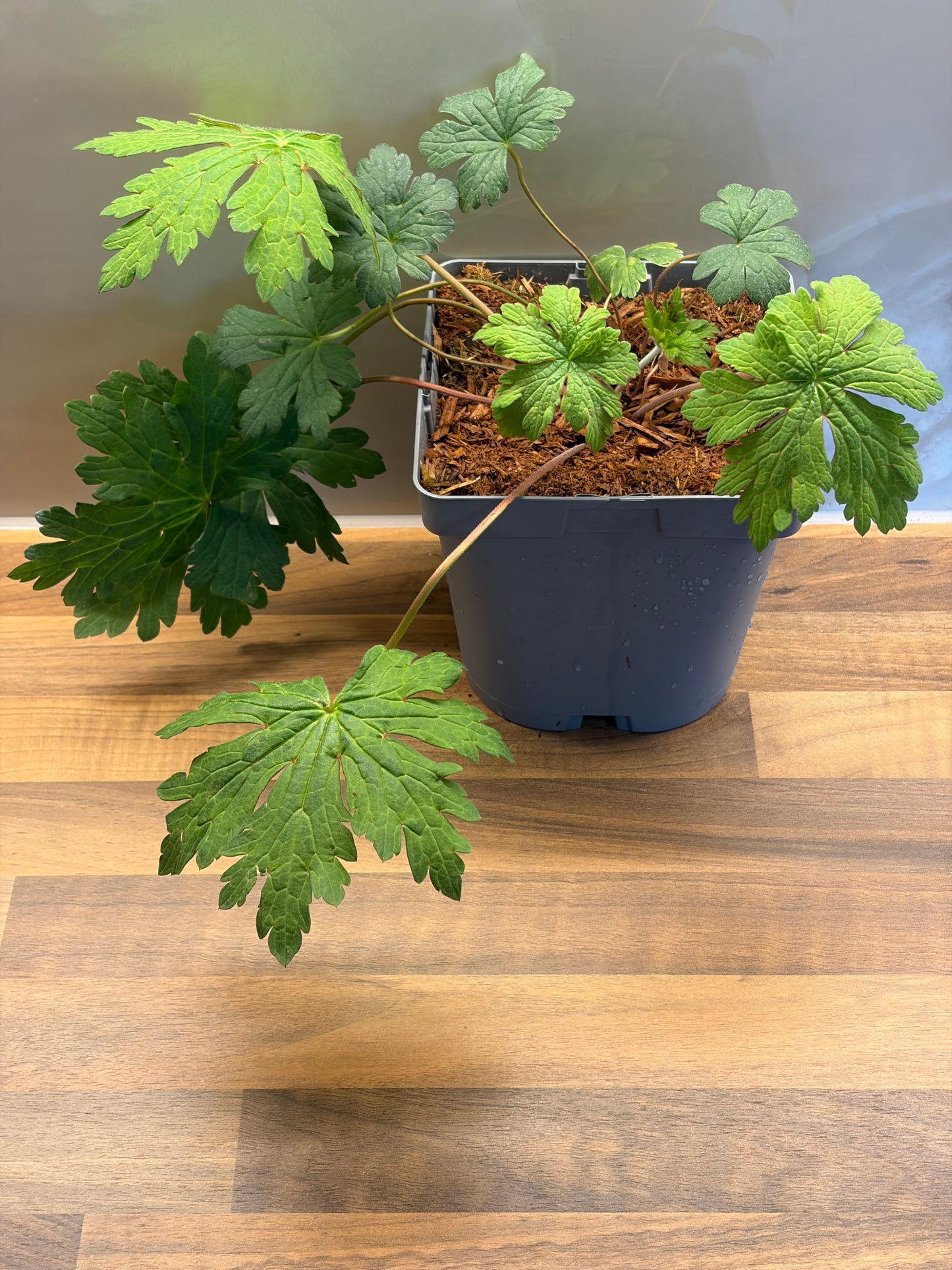 Geranium Anne Thomson 2L ground spreading garden border plant GERANIUM/141099/177168/GB