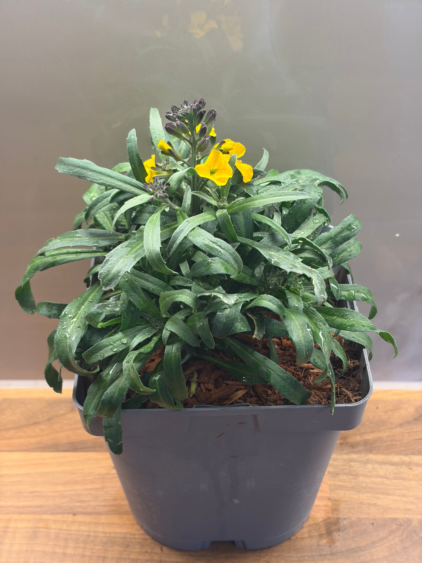 Erysimum Bowles Apricot 2L Wallflower ERYSIMUM/141099/177168/GB