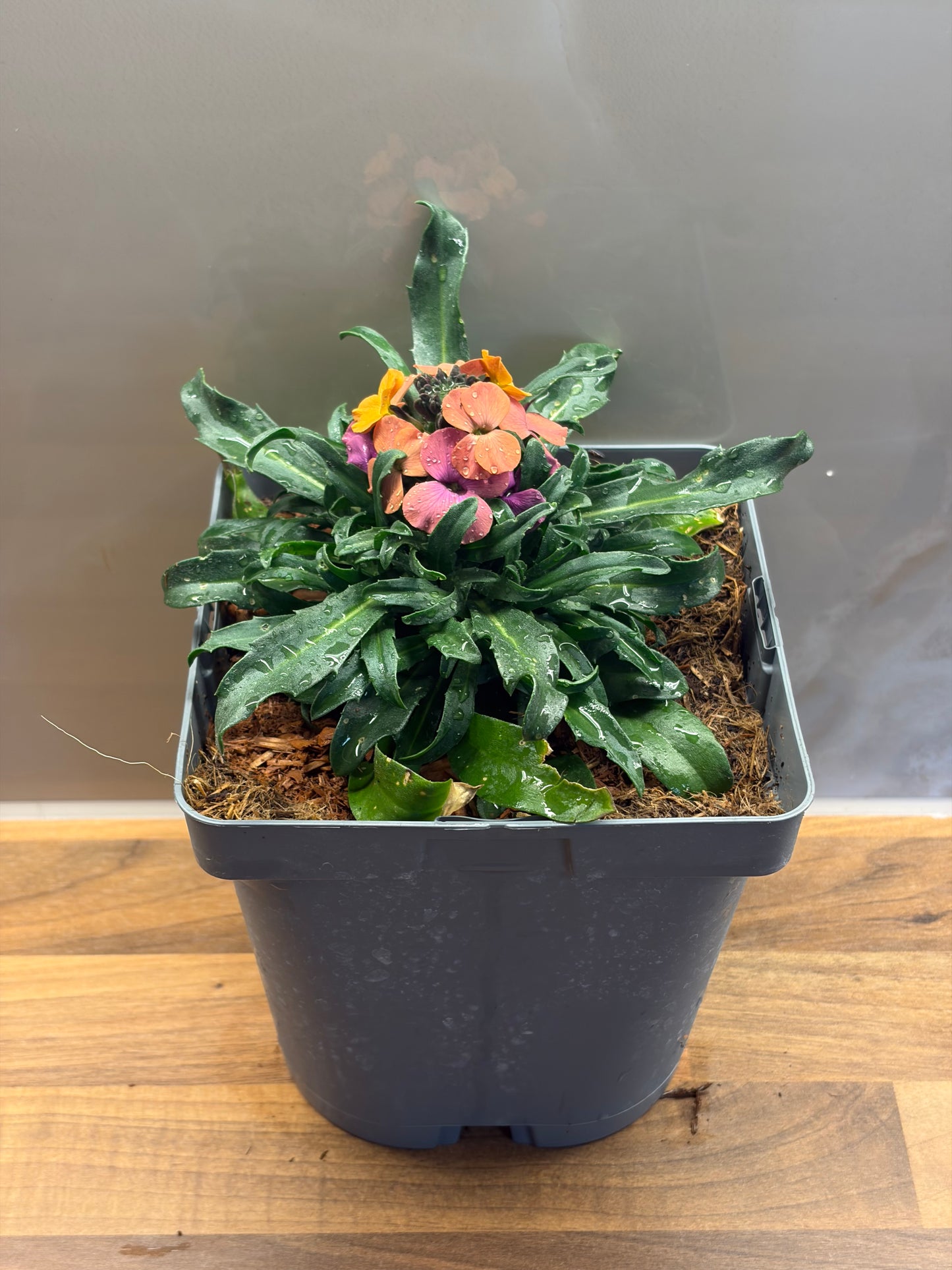 Erysimum Erysistible Sunset 2L Wallflower ERYSIMUM linifolium/141099/177168/GB