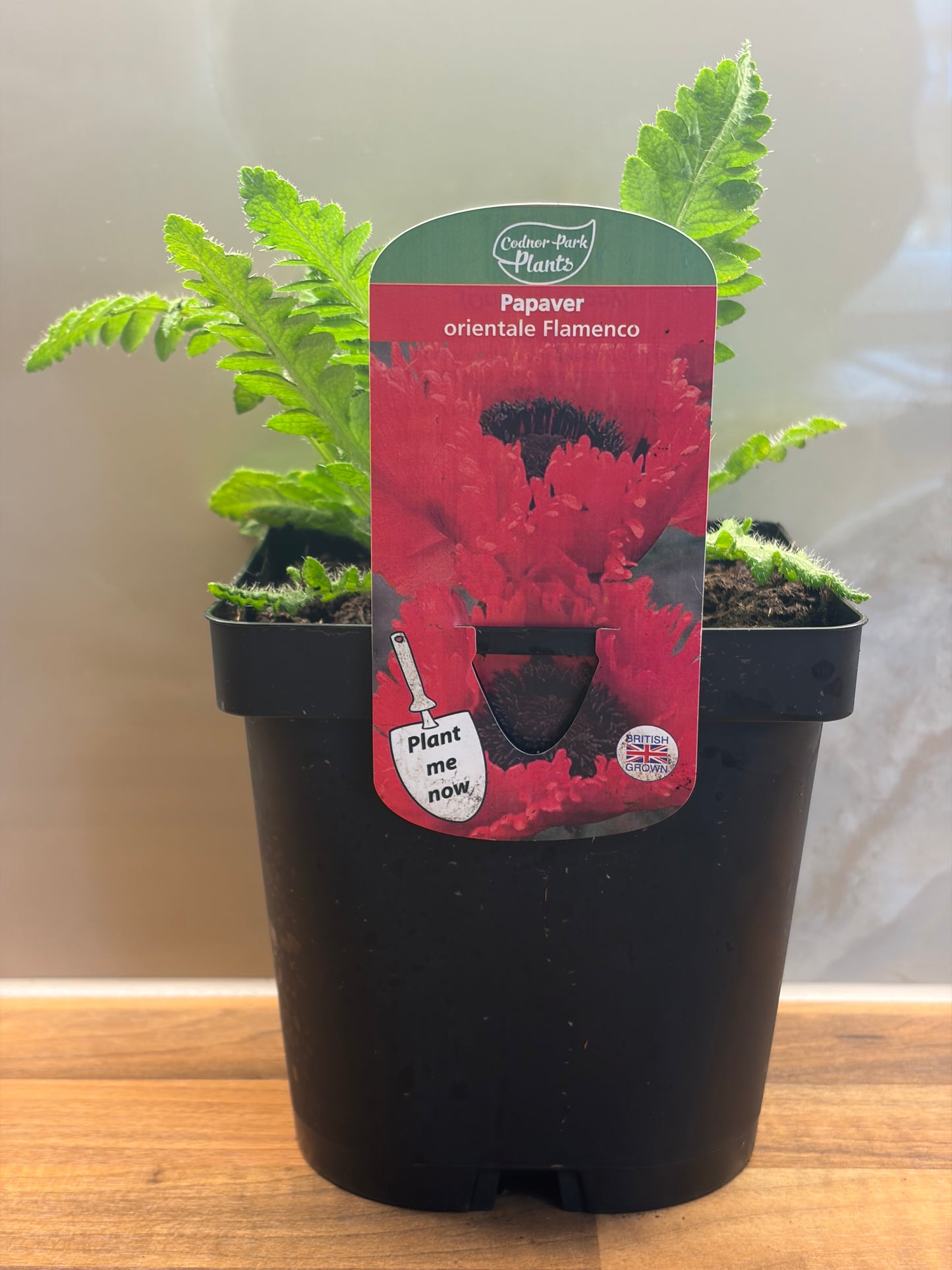 Papaver Flamenco 2L cottage garden potted perennial poppy PAPAVER orientale/141099/171982/GB