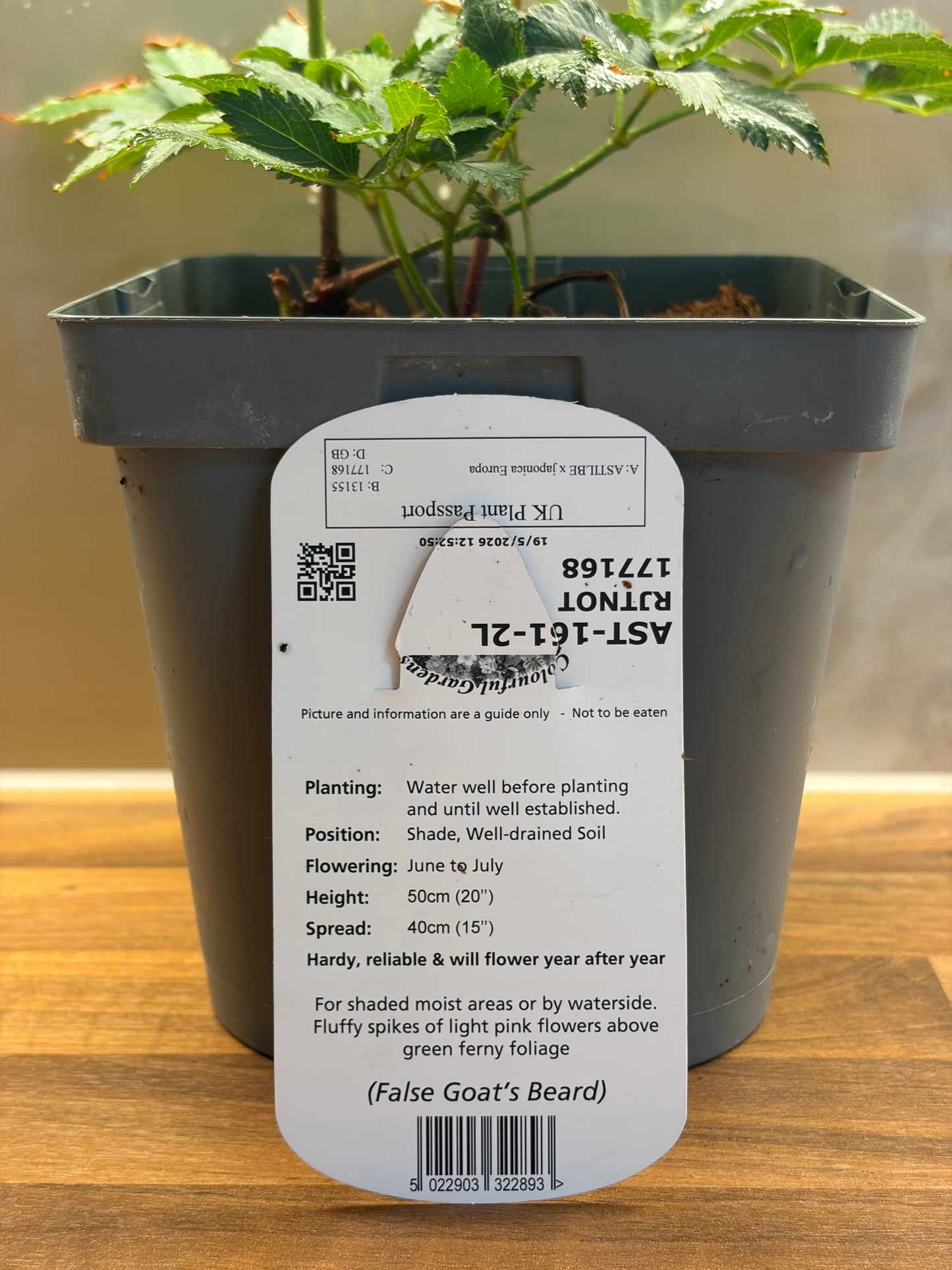 Astilbe Europa 2L ASTILBE x japonica/141099/177168/GB