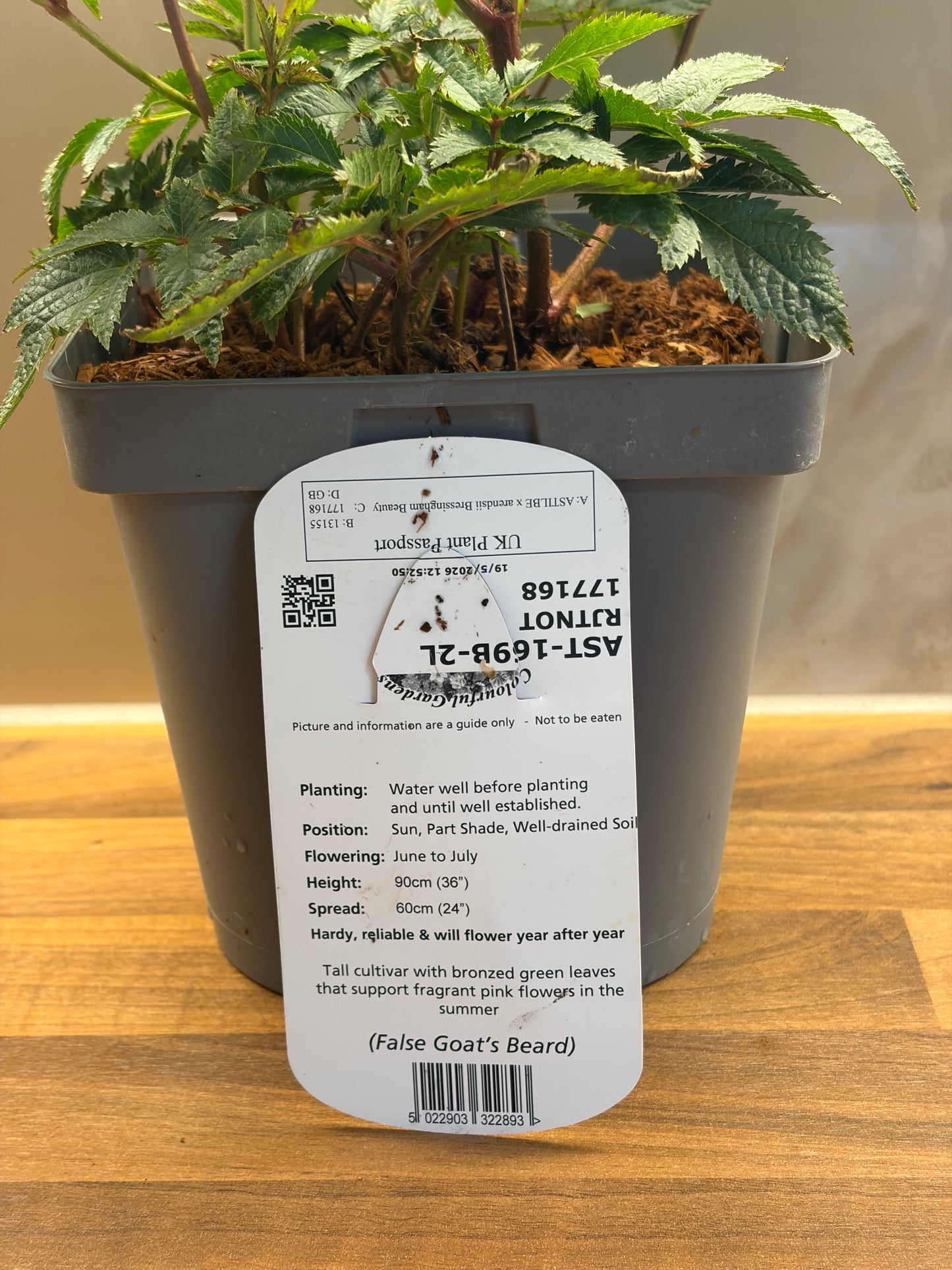 Astilbe Bressingham Beauty 2L ASTILBE x arendsii/141099/177168/GB
