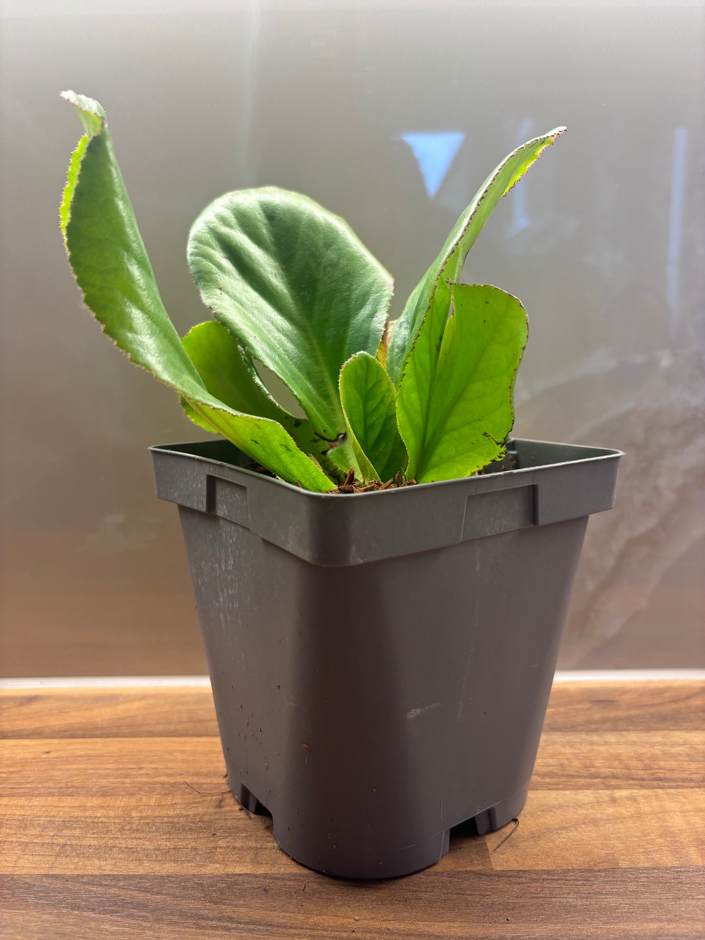 Bergenia Ice Queen 2L Elephants Ear BERGENIA/141099/170050/GB