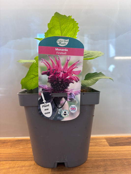 Monarda Fireball 2L Bergamot, Bee Balm perennial plant MONARDA/141099/166336/GB