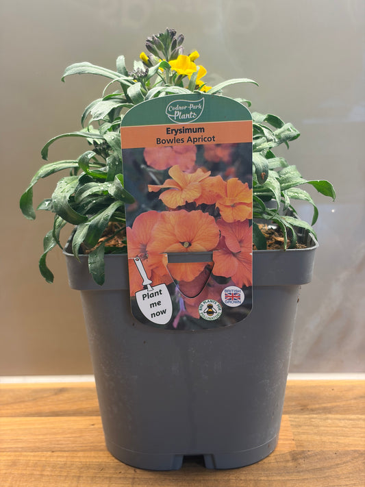 Erysimum Bowles Apricot 2L Wallflower ERYSIMUM/141099/177168/GB