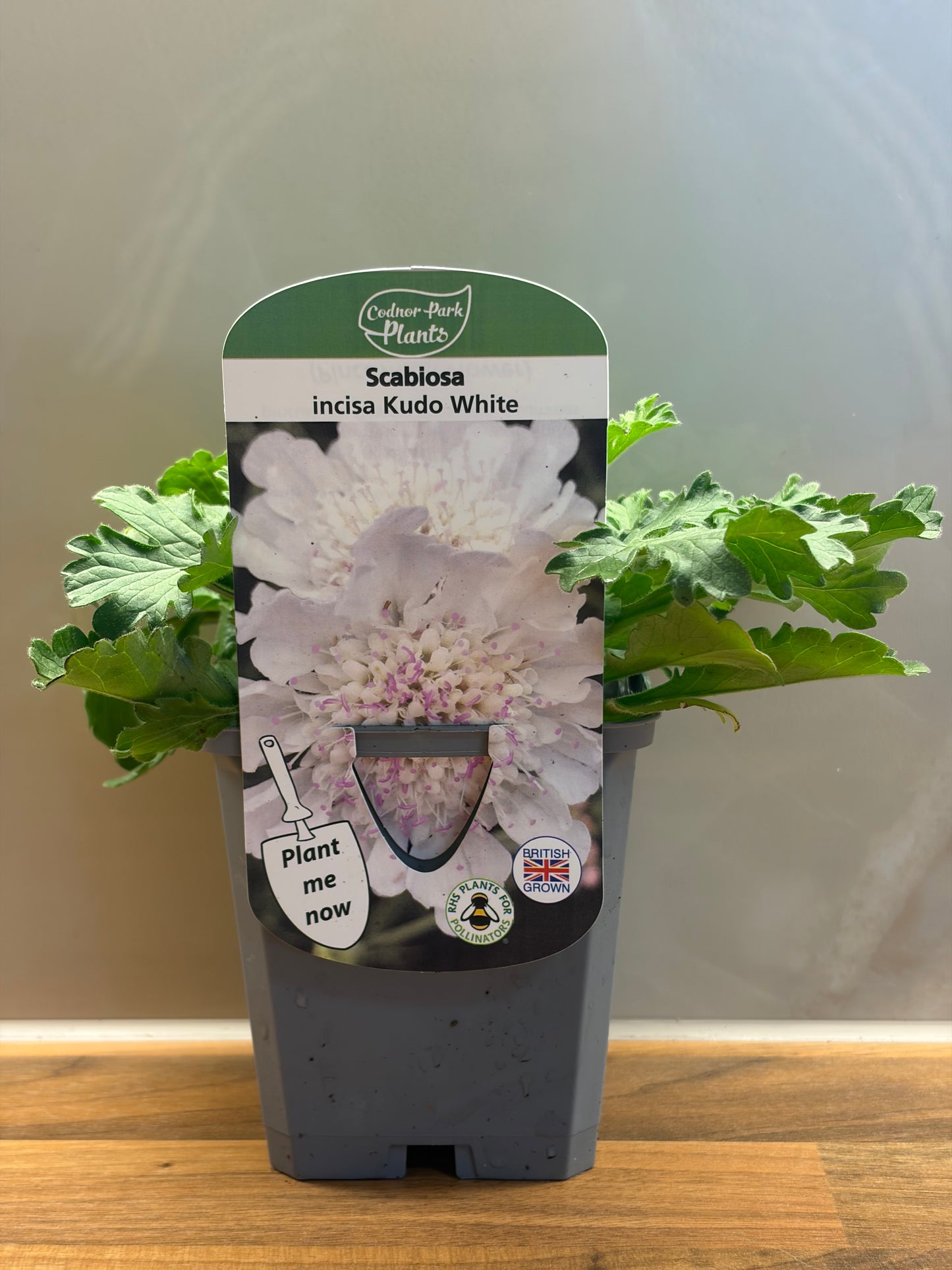 Scabiosa Kudo White P9 Pincushion Flower Plant SCABIOSA incisa/141099/177168/GB
