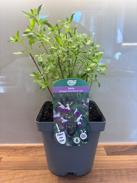 Salvia Amethyst Lips 2L Sage cottage garden SALVIA greggii/141099/166336/GB