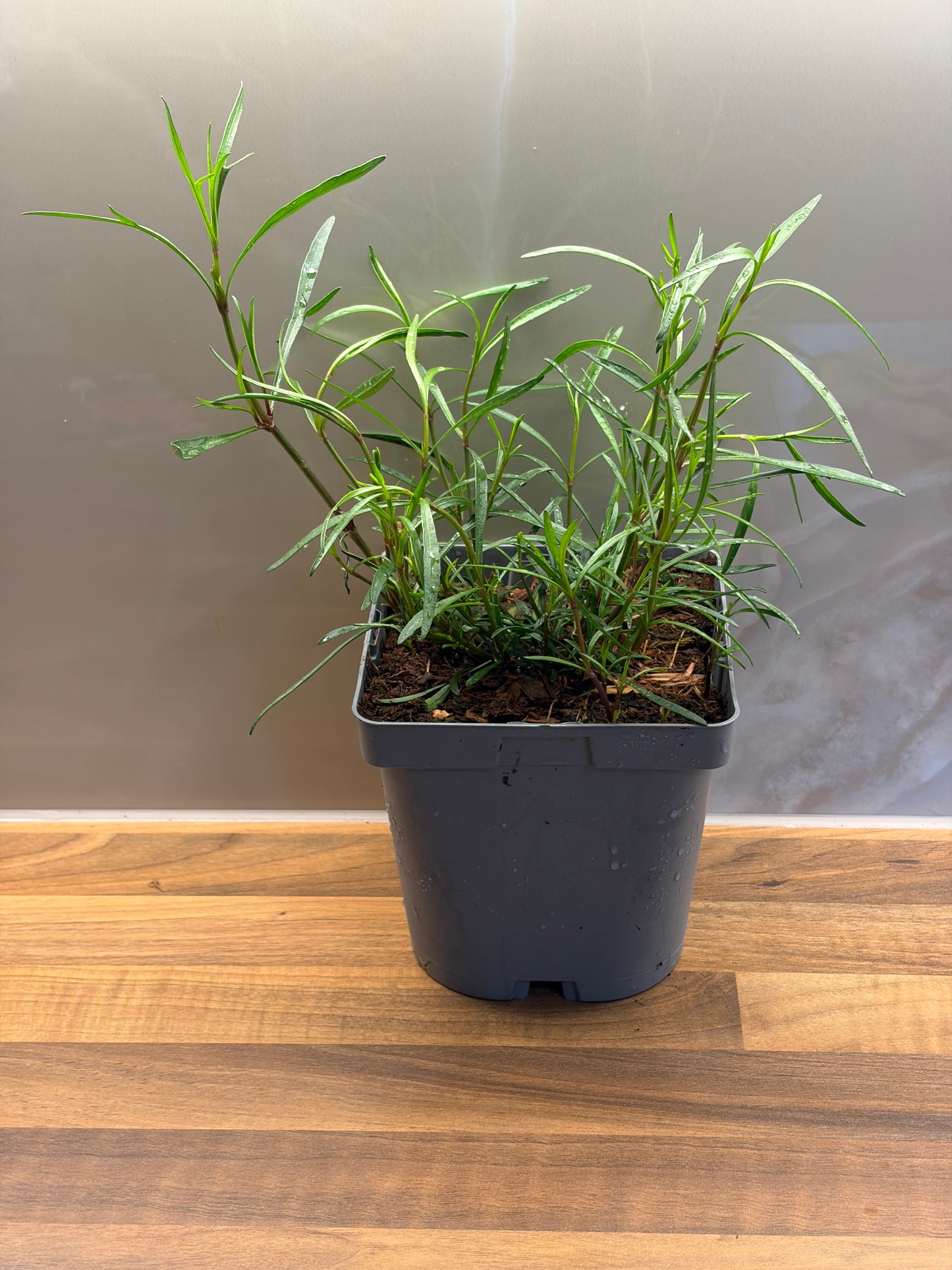 Coreopsis American Dream 2L COREOPSIS rosea/141099/177168/GB