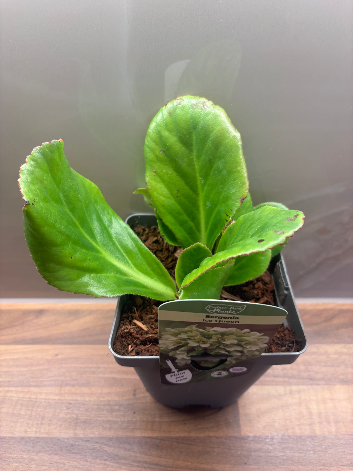Bergenia Ice Queen 2L Elephants Ear BERGENIA/141099/170050/GB