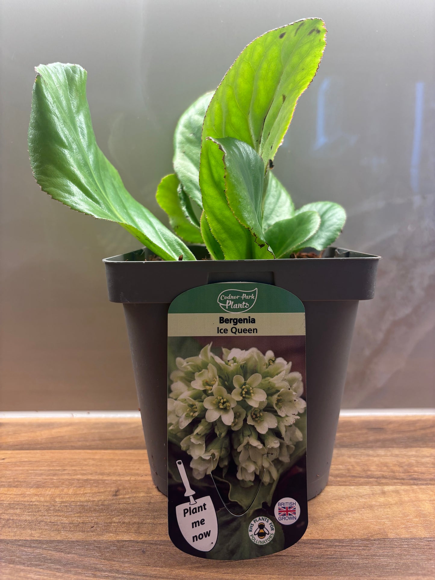 Bergenia Ice Queen 2L Elephants Ear BERGENIA/141099/170050/GB