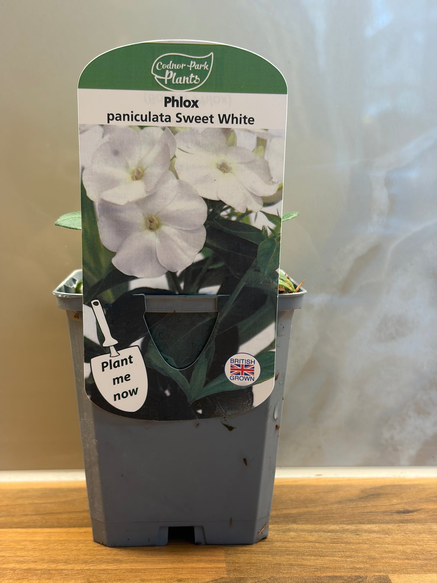 Phlox Sweet Summer White P9 PHLOX paniculata/141099/177168/GB