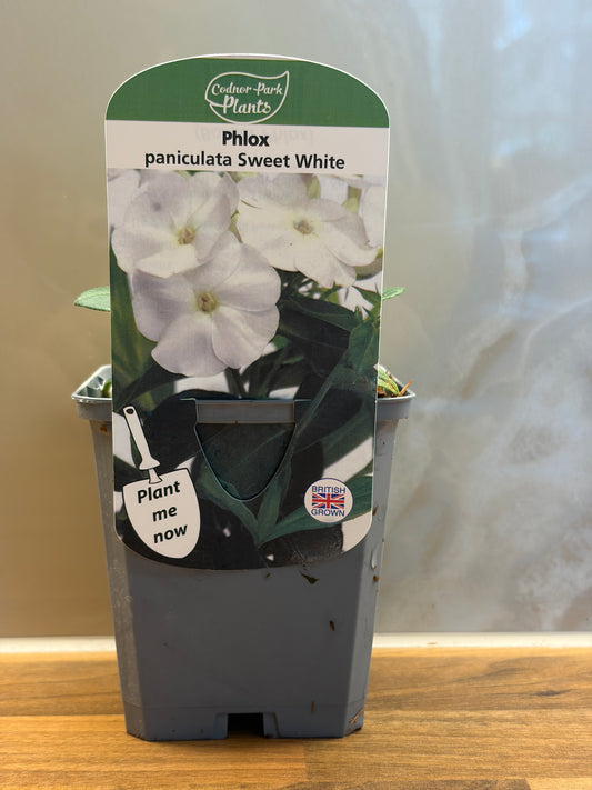 Phlox Sweet Summer White P9 PHLOX paniculata/141099/177168/GB