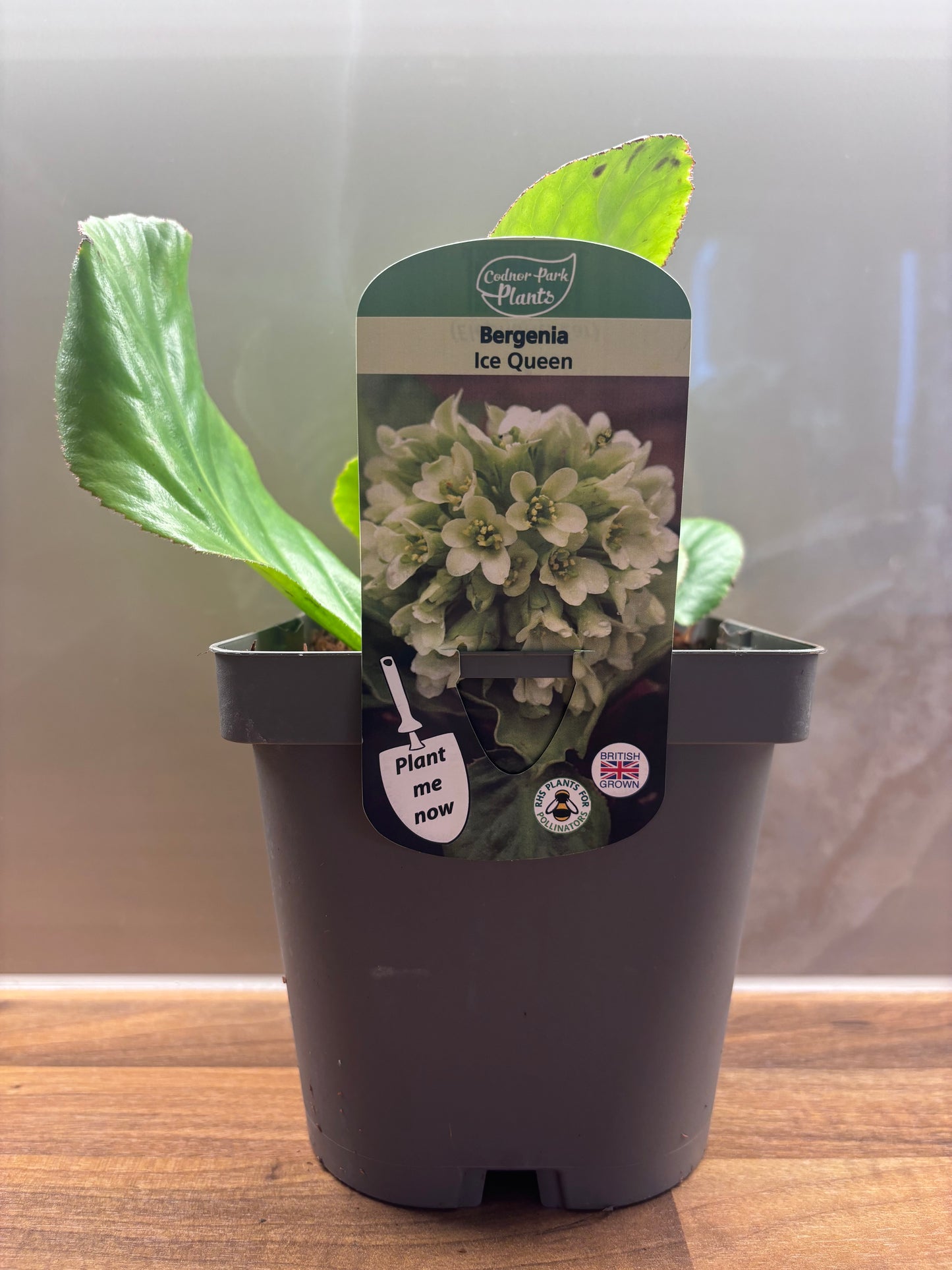 Bergenia Ice Queen 2L Elephants Ear BERGENIA/141099/170050/GB