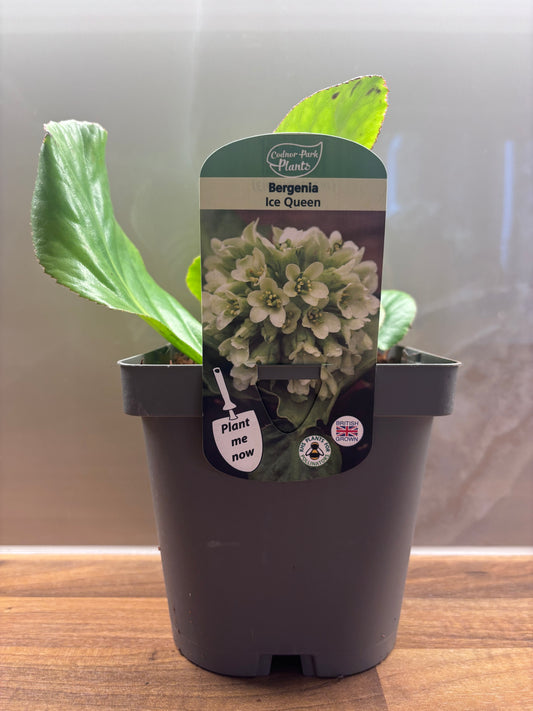 Bergenia Ice Queen 2L Elephants Ear BERGENIA/141099/170050/GB