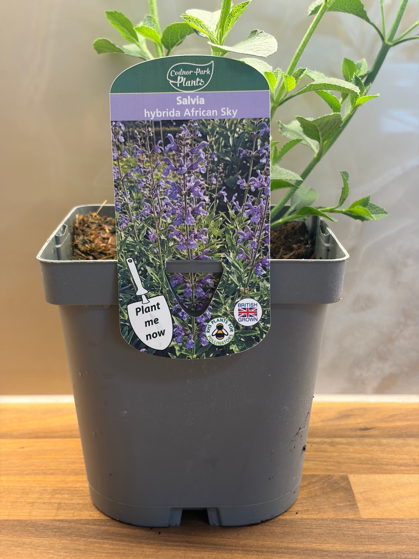 Salvia African Sky 2L perennial plant SALVIA hybrida/141099/177168/GB
