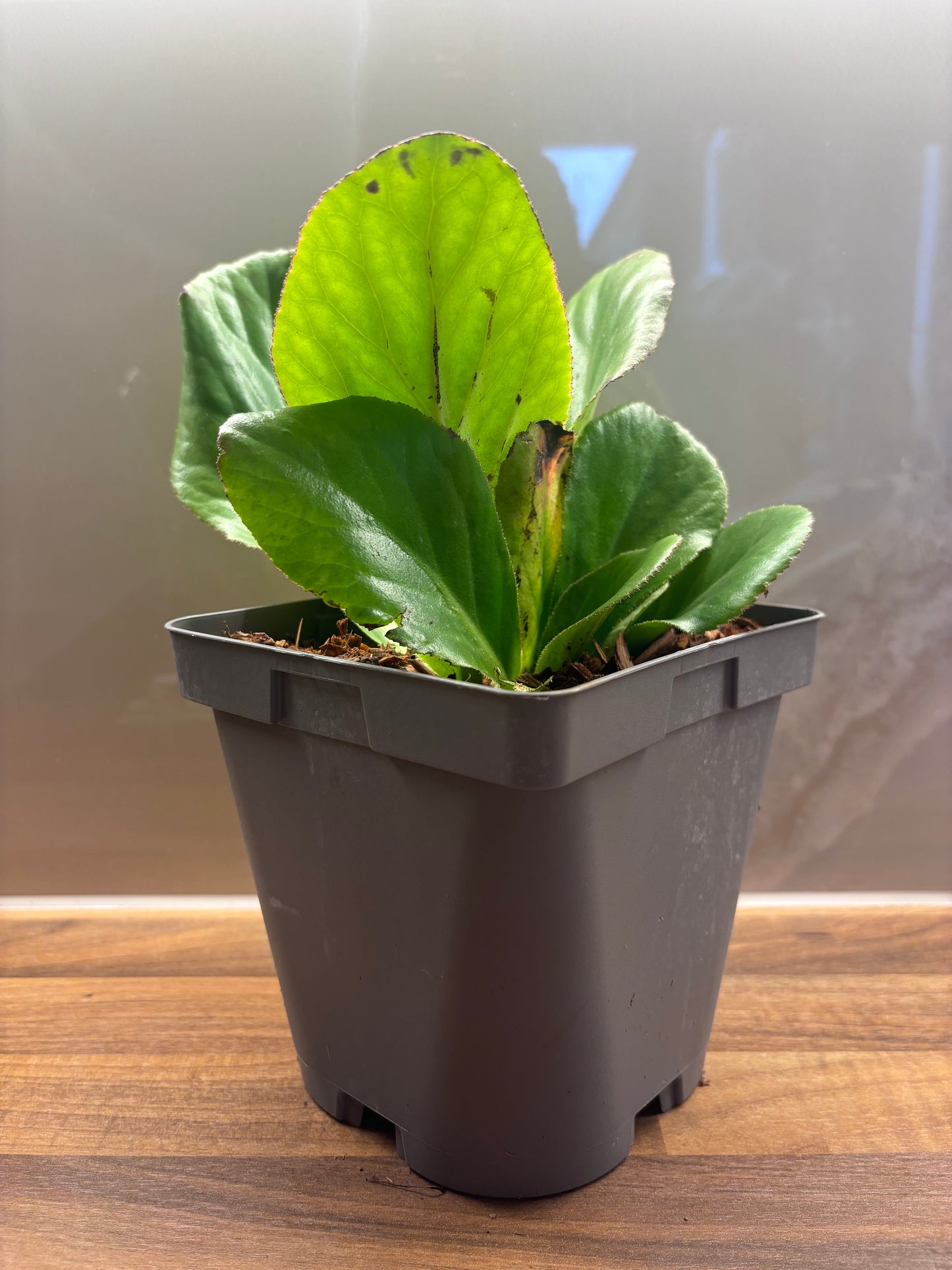 Bergenia Ice Queen 2L Elephants Ear BERGENIA/141099/170050/GB