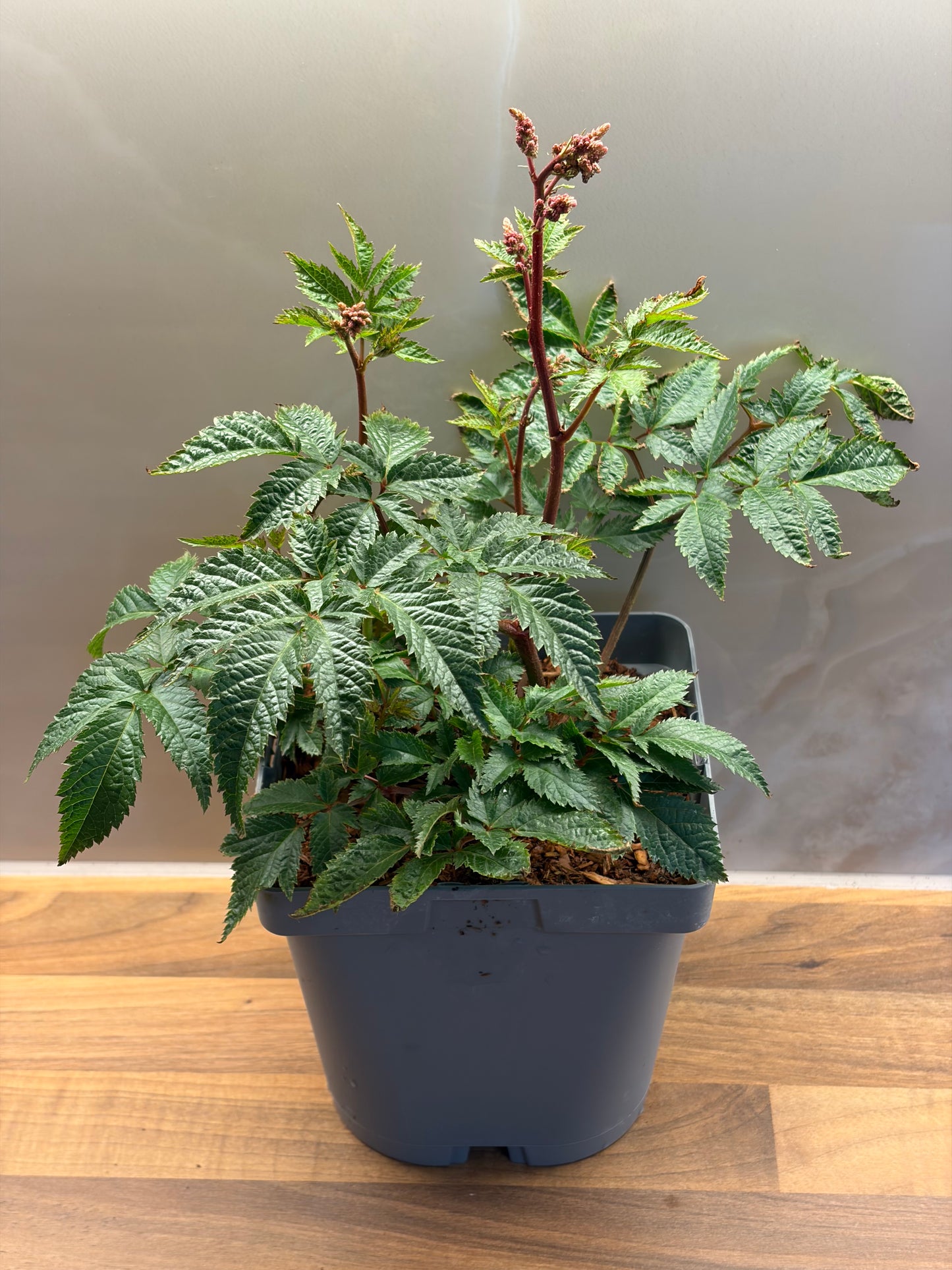 Astilbe Bressingham Beauty 2L ASTILBE x arendsii/141099/177168/GB