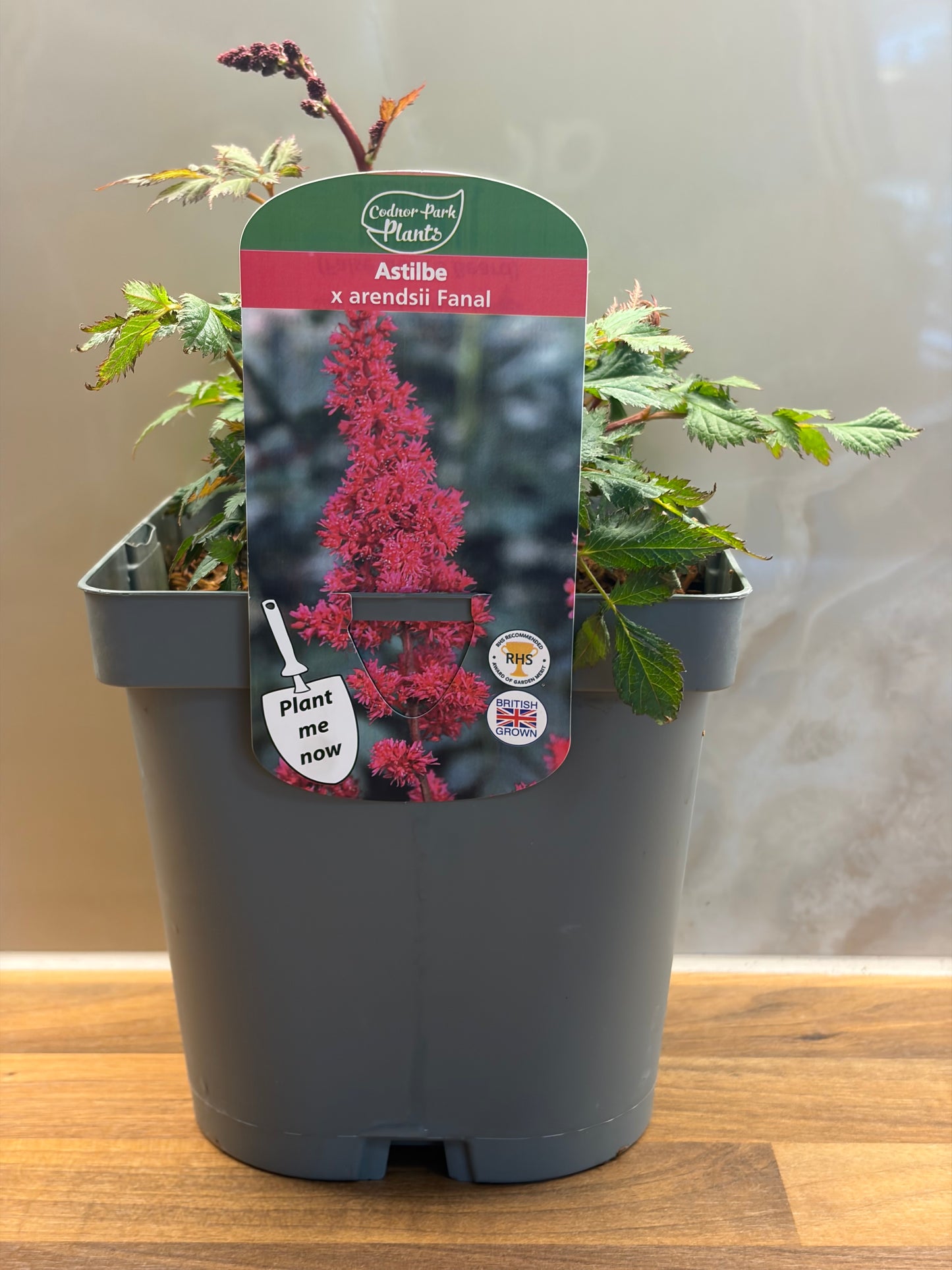 Astilbe Fanal 2L ASTILBE x arendsii/141099/177168/GB
