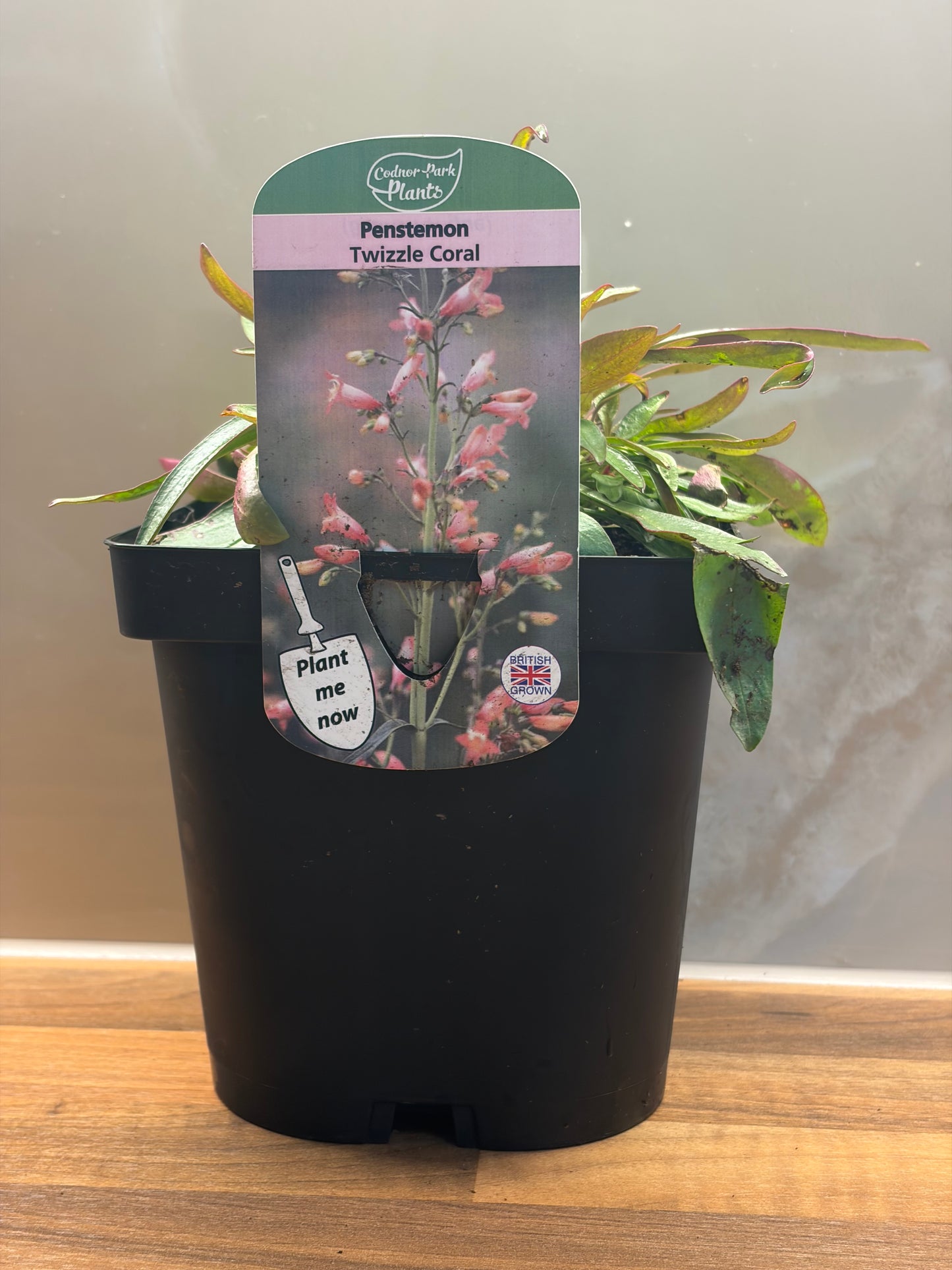 Penstemon Twizzle Coral 2L Beardtongue plant PENSTEMON barbatus/141099/171982/GB
