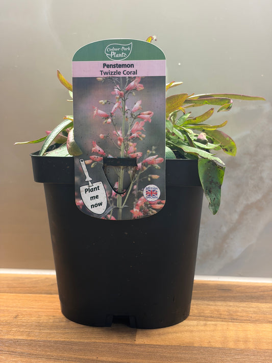 Penstemon Twizzle Coral 2L Beardtongue plant PENSTEMON barbatus/141099/171982/GB