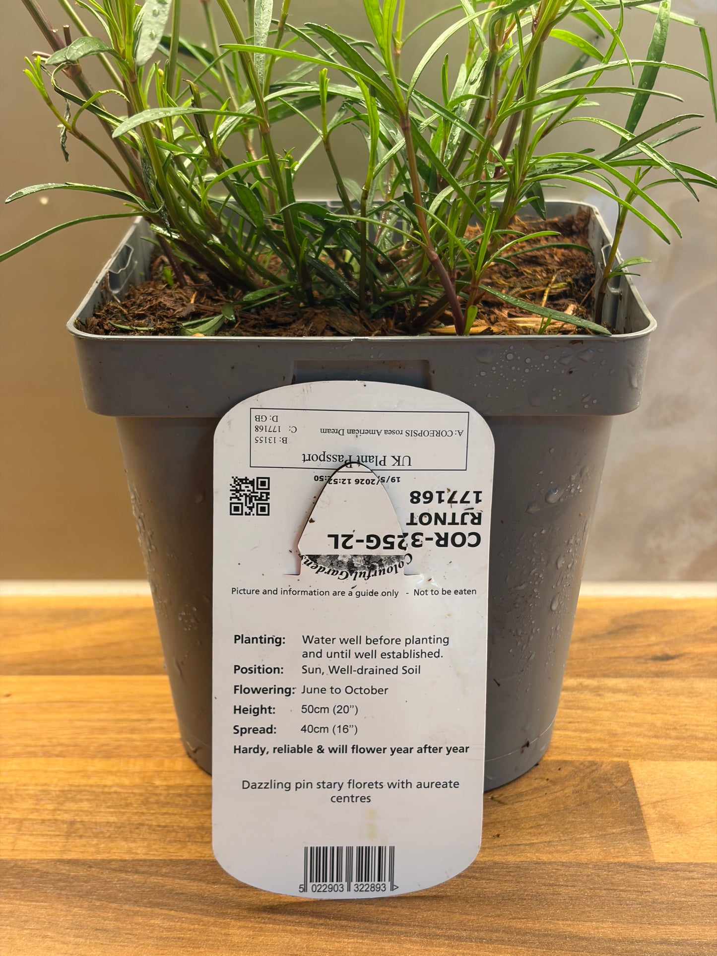 Coreopsis American Dream 2L COREOPSIS rosea/141099/177168/GB