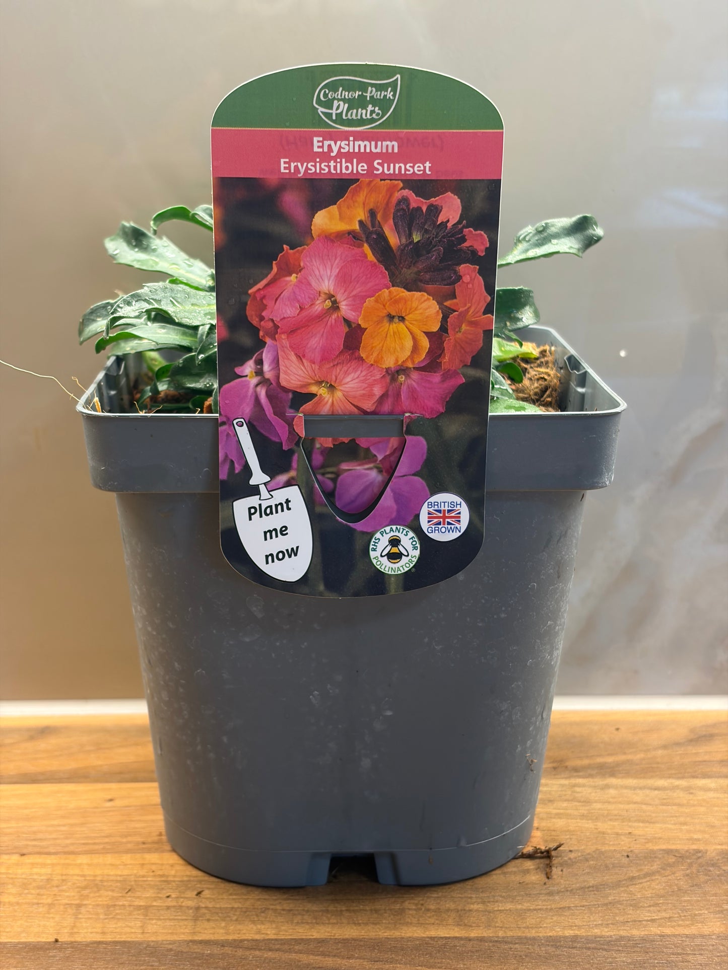 Erysimum Erysistible Sunset 2L Wallflower ERYSIMUM linifolium/141099/177168/GB