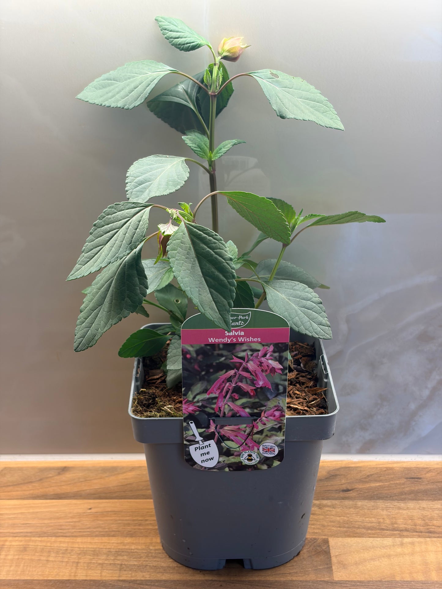 Salvia Wendy's Wishes 2L perennial plant SALVIA/141099/177168/GB