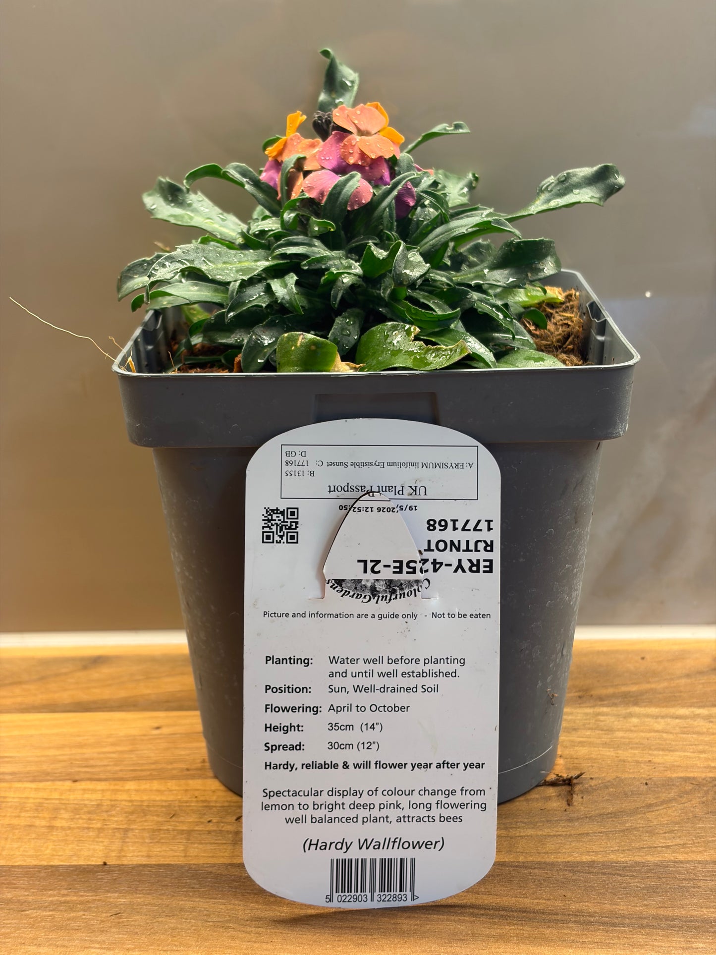 Erysimum Erysistible Sunset 2L Wallflower ERYSIMUM linifolium/141099/177168/GB