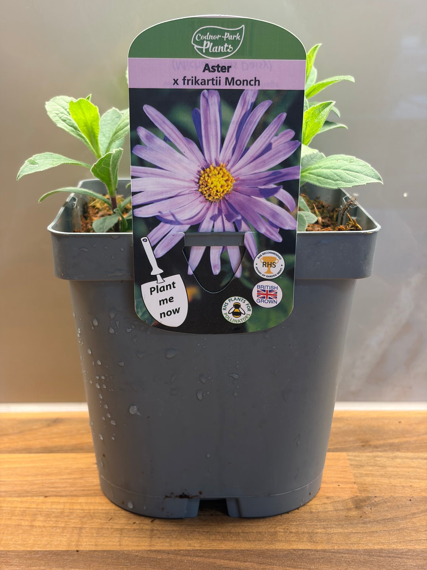Aster Monch 2L daisy flowering hardy plant ASTER x frikartii/141099/177168/GB