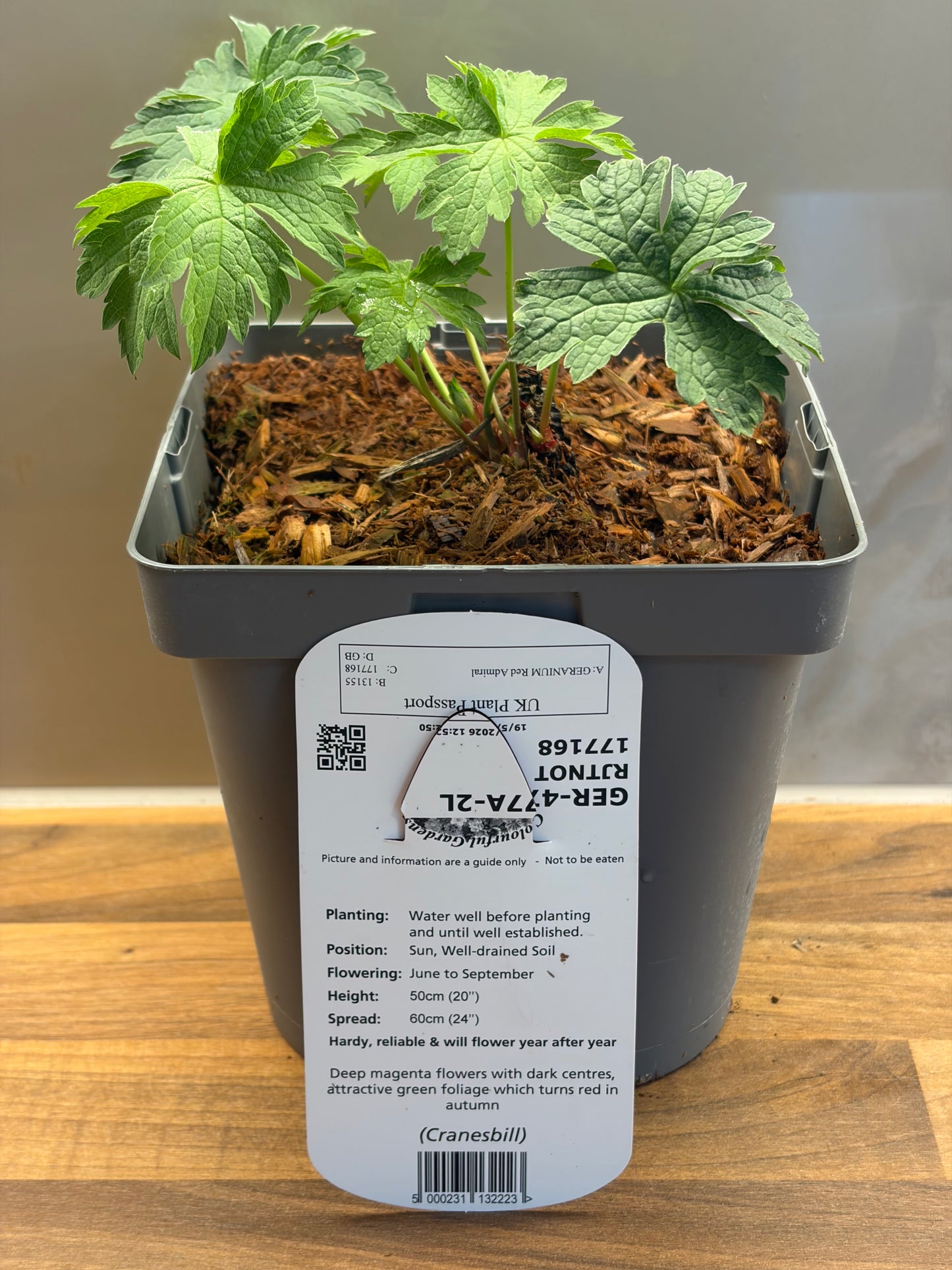 Geranium Red Admiral 2L ground spreading garden border plant GERANIUM/141099/177168/GB