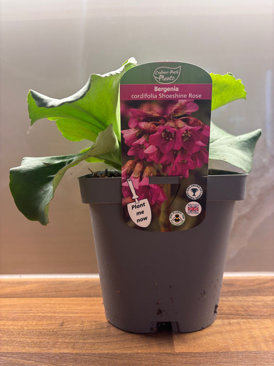Bergenia Shoeshine Rose 2L Elephants Ear BERGENIA cordifolia/141099/170050/GB
