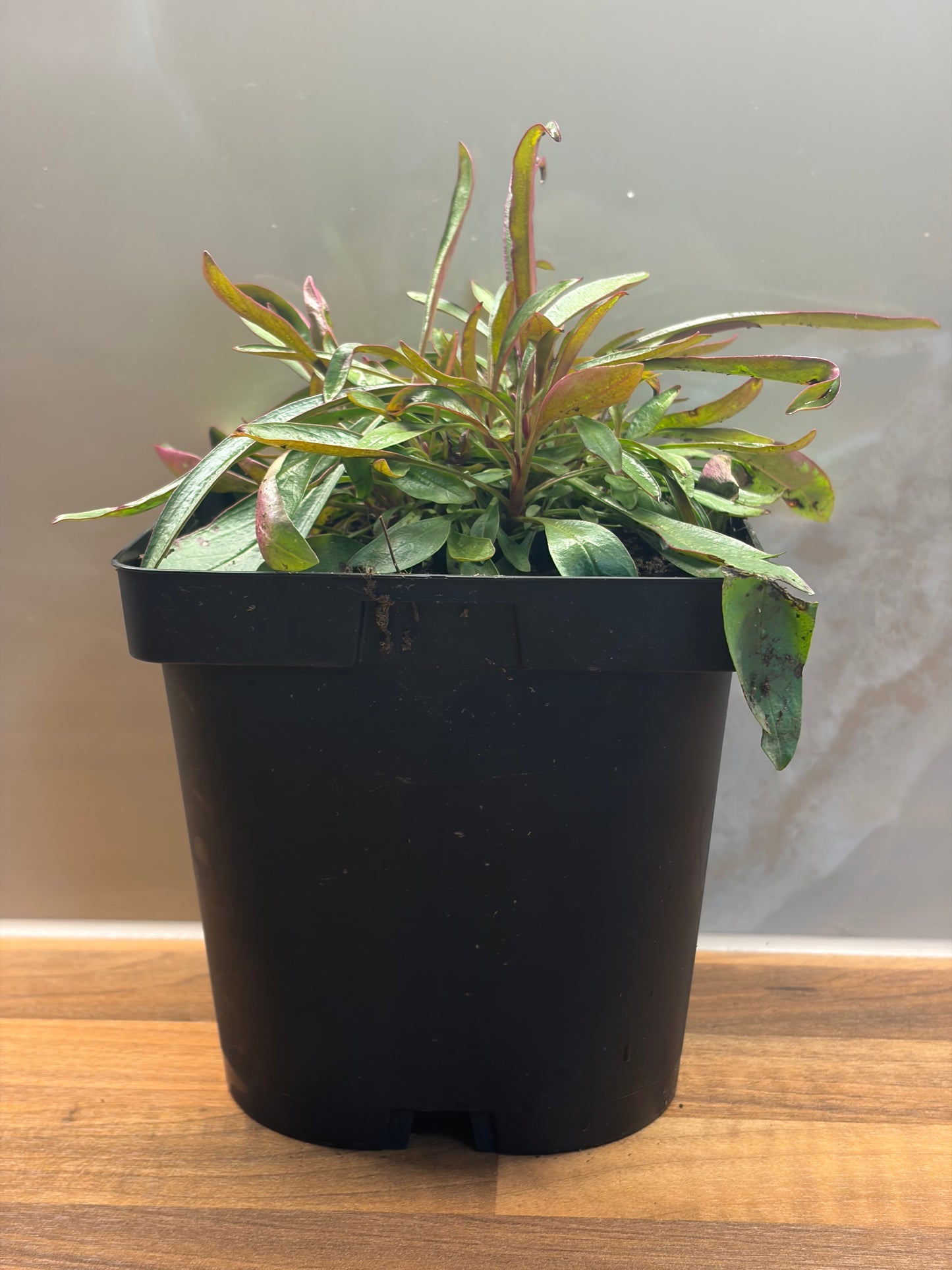 Penstemon Twizzle Coral 2L Beardtongue plant PENSTEMON barbatus/141099/171982/GB