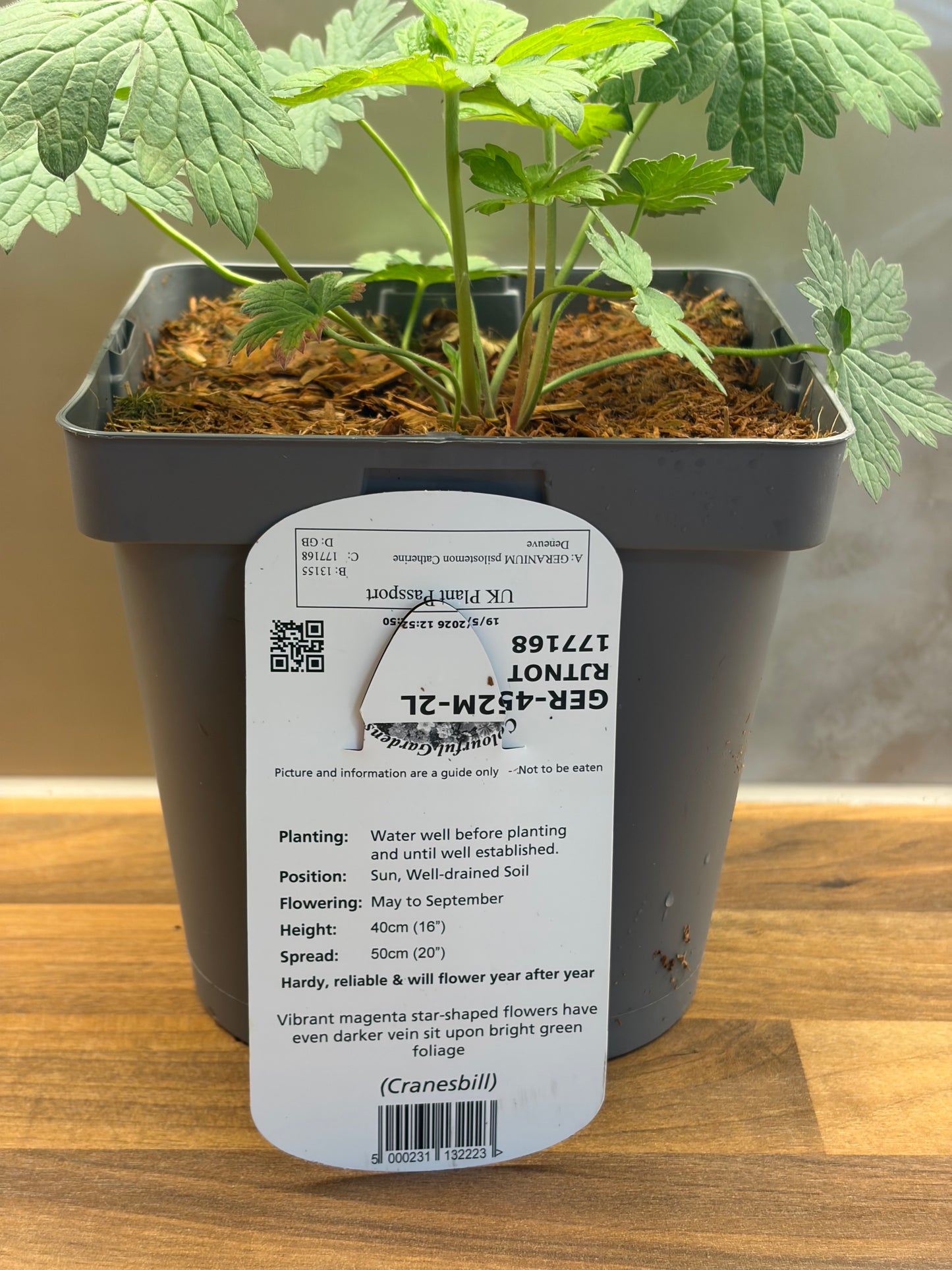 Geranium Catherine Deneuve 2L ground spreading garden border plant GERANIUM/141099/177168/GB
