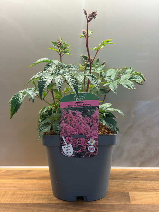 Astilbe Bressingham Beauty 2L ASTILBE x arendsii/141099/177168/GB