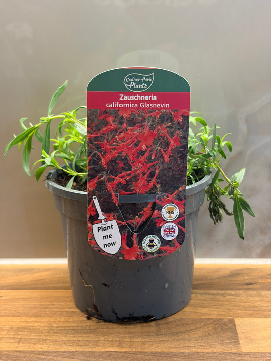 Zauschneria Glasnevin 1L alpine ZAUSCHNERIA californica/141099/177168/GB