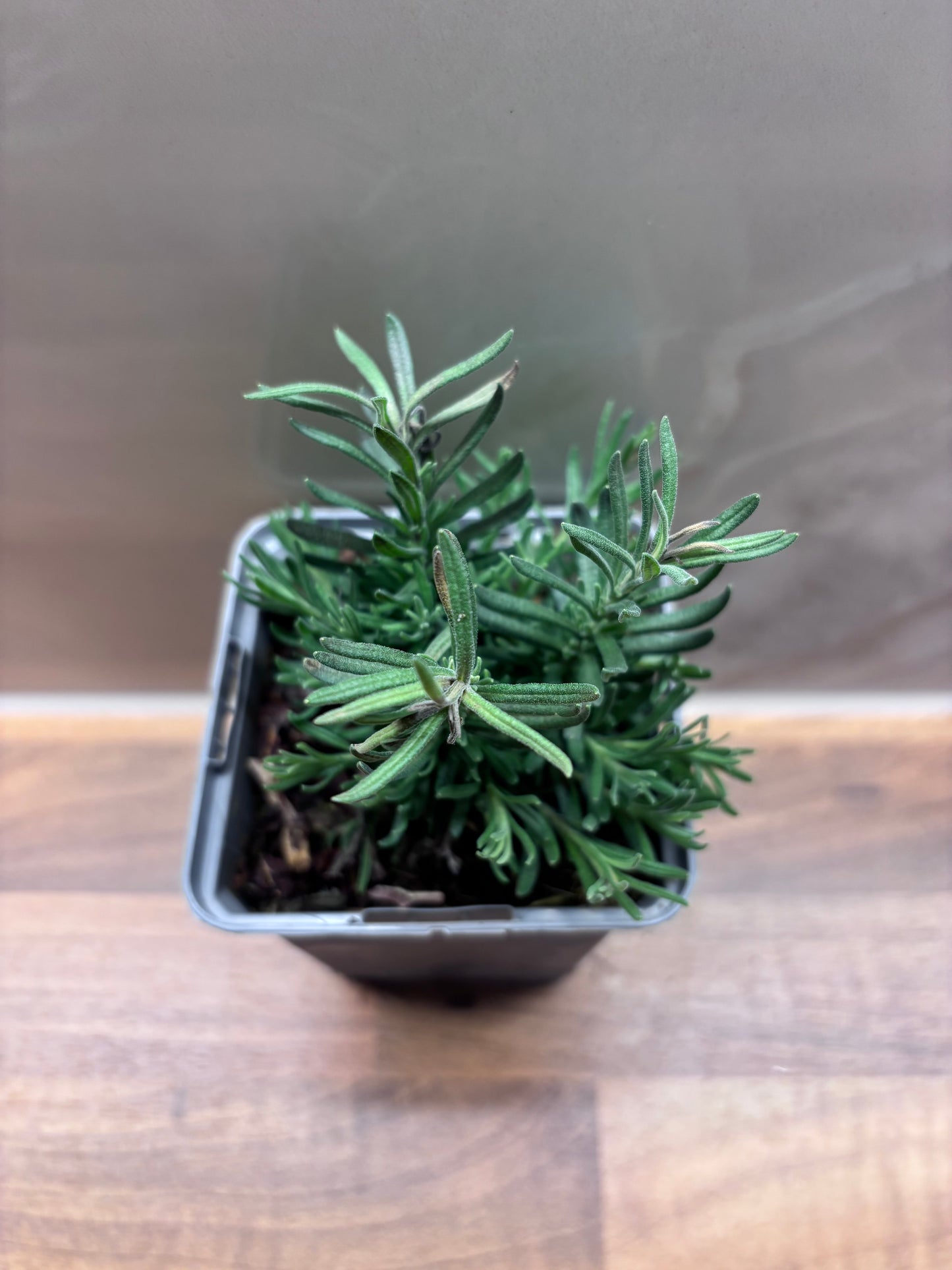 Lavender Violetta P9 cottage garden potted perennial LAVANDULA stoechas/141099/171982/GB