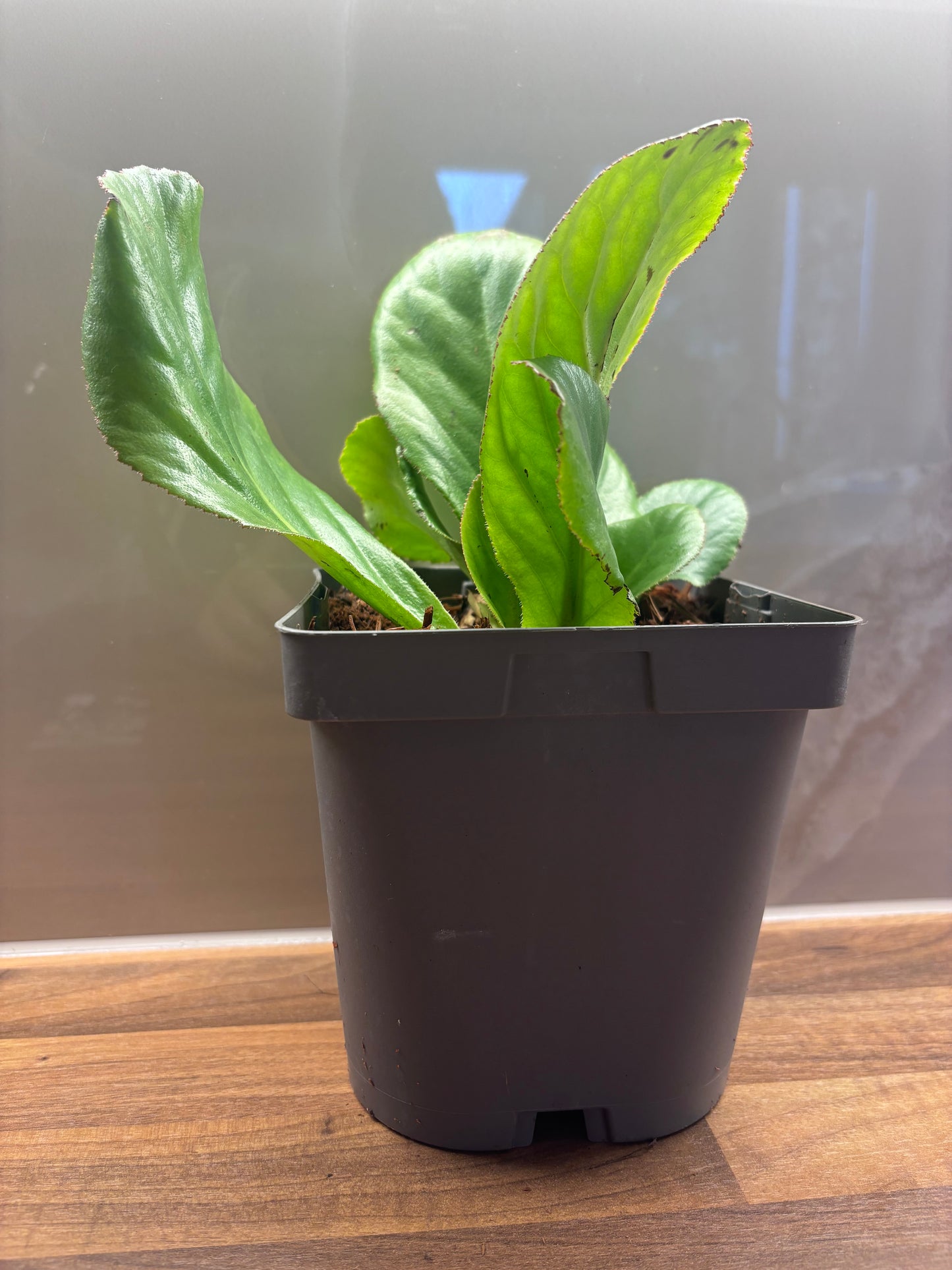 Bergenia Ice Queen 2L Elephants Ear BERGENIA/141099/170050/GB