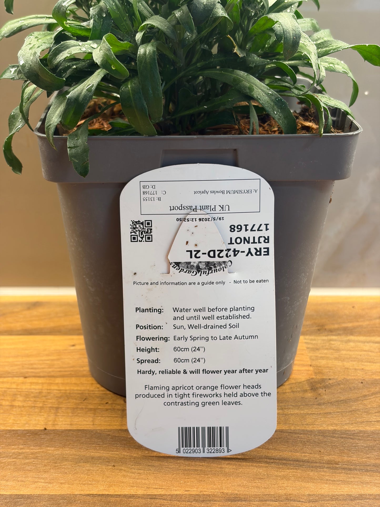 Erysimum Bowles Apricot 2L Wallflower ERYSIMUM/141099/177168/GB