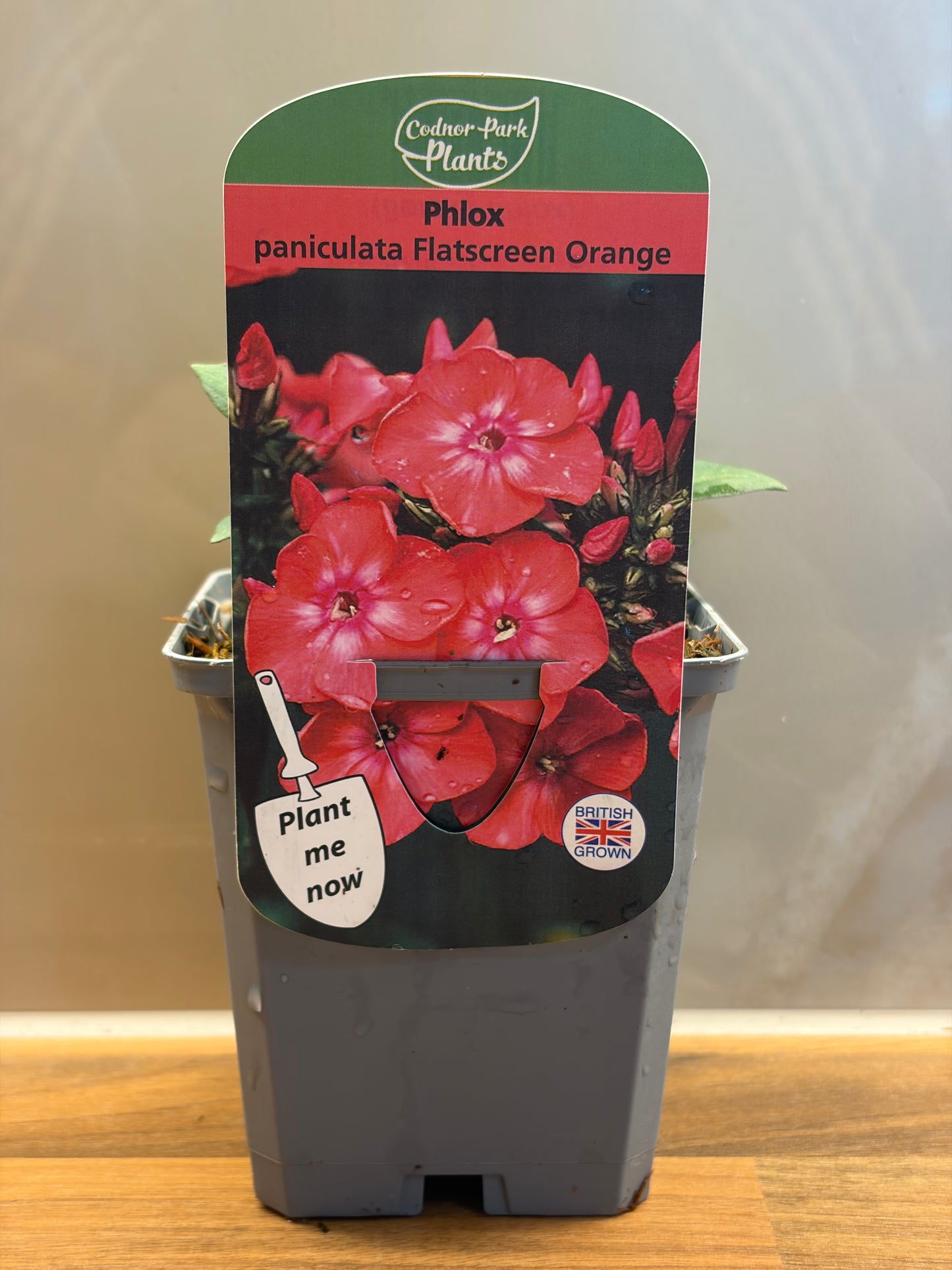 Phlox Flatscreen Orange Rose P9 PHLOX paniculata/141099/177168/GB