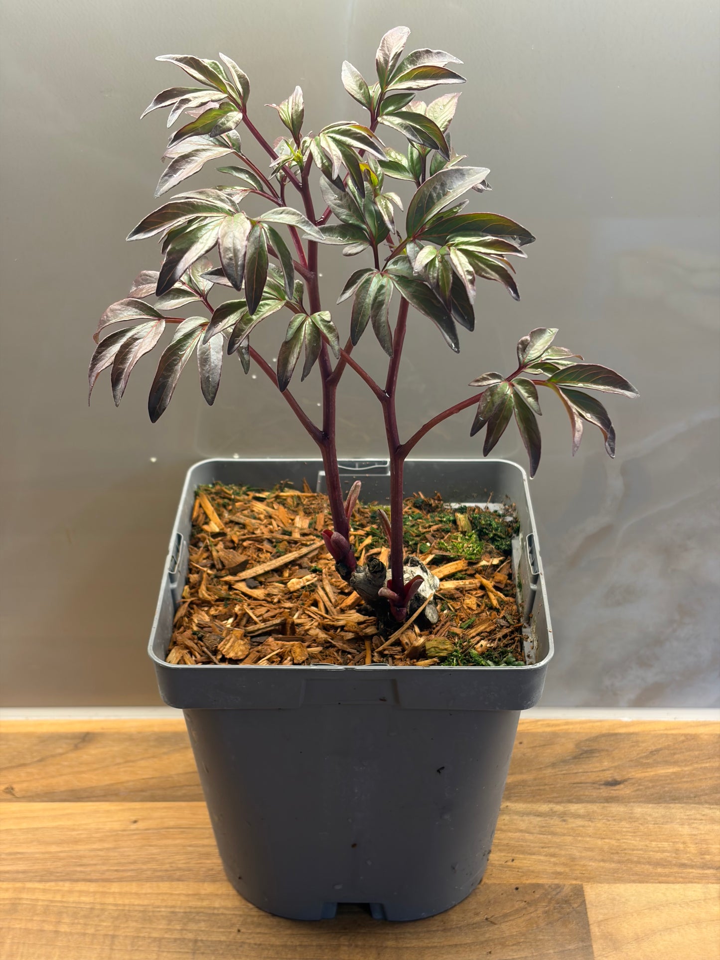 Peony Felix Crousse 2L perennial shrub PAEONIA lactiflora/141099/177168/GB