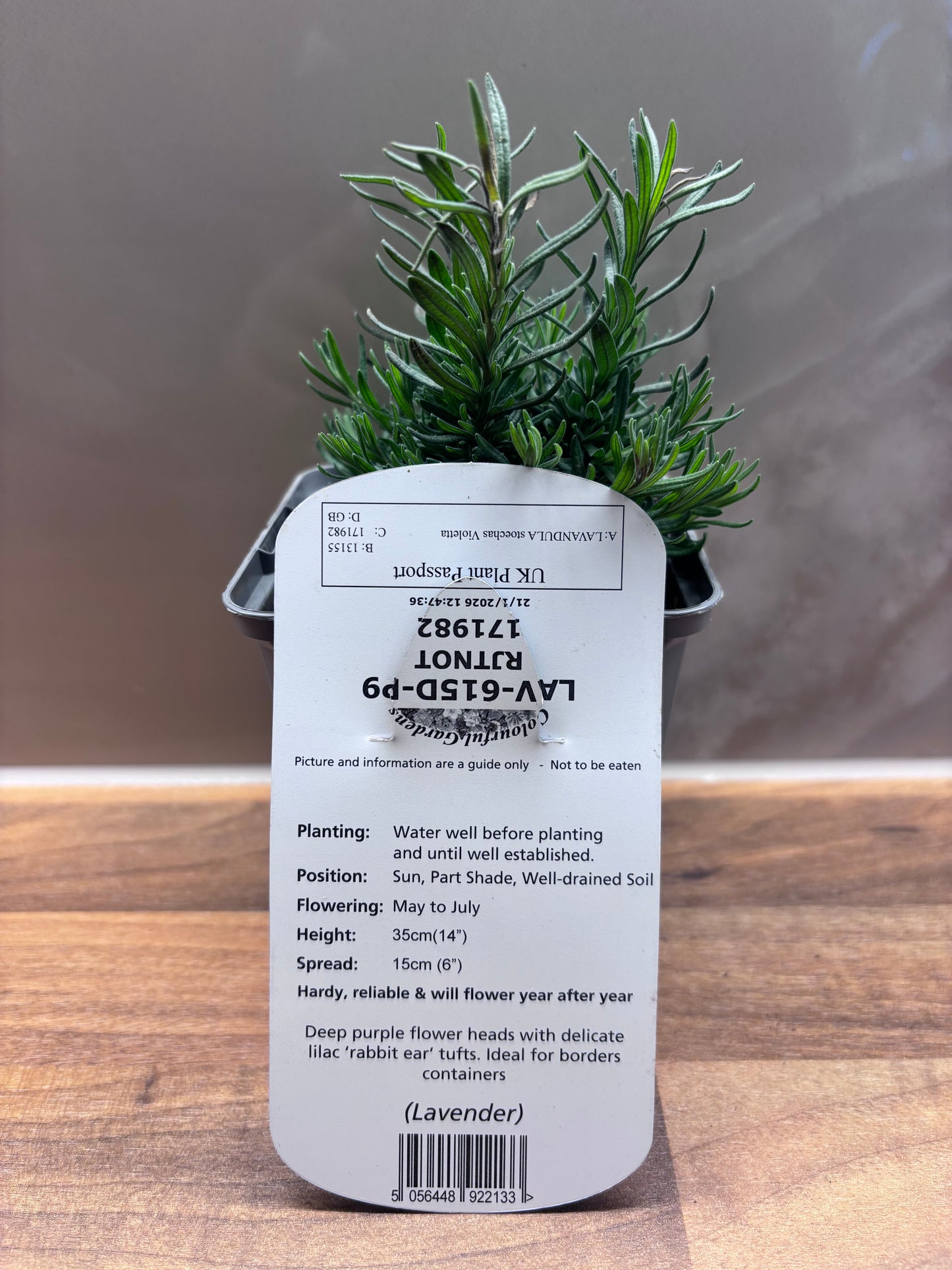 Lavender Violetta P9 cottage garden potted perennial LAVANDULA stoechas/141099/171982/GB