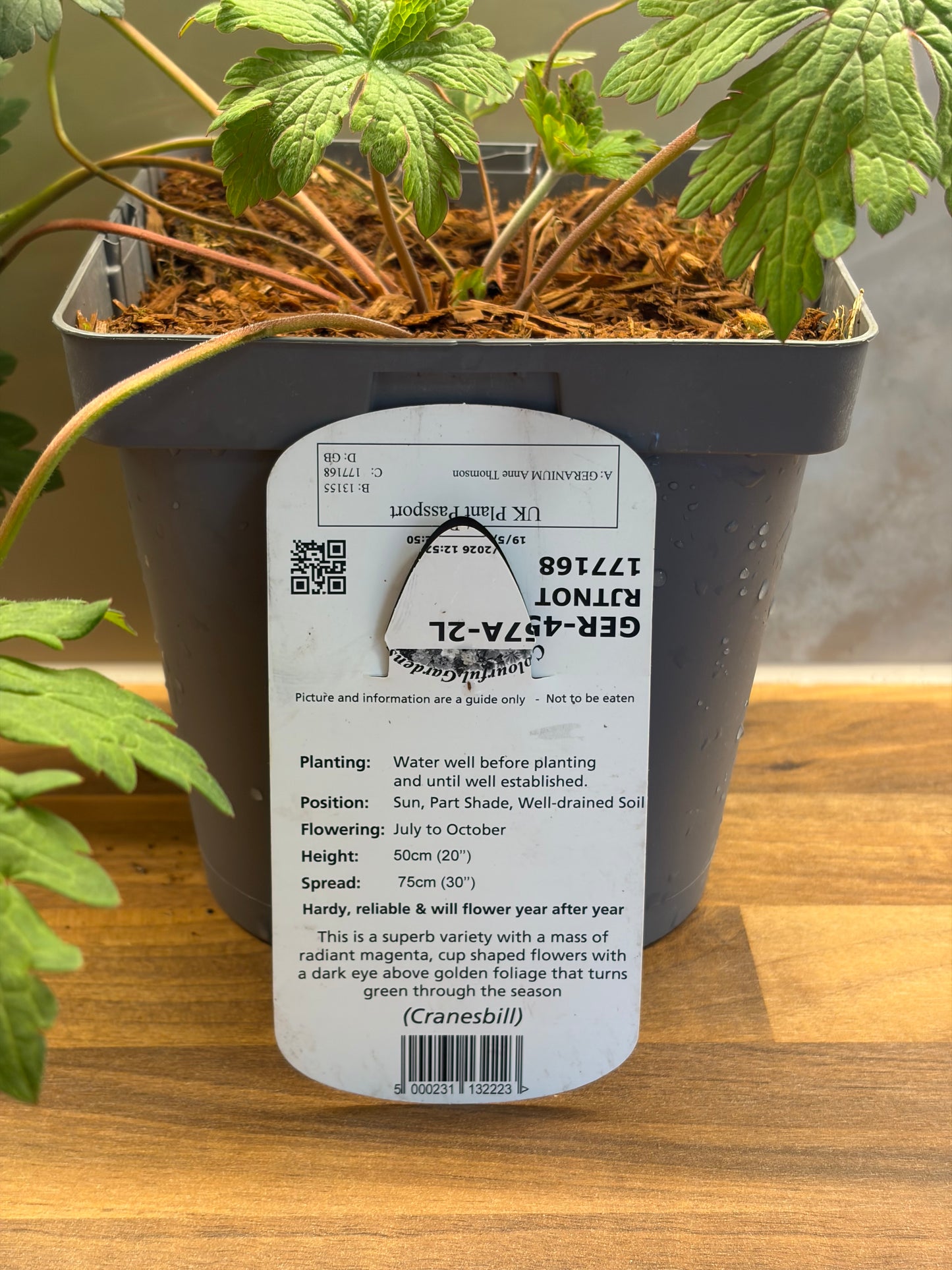 Geranium Anne Thomson 2L ground spreading garden border plant GERANIUM/141099/177168/GB