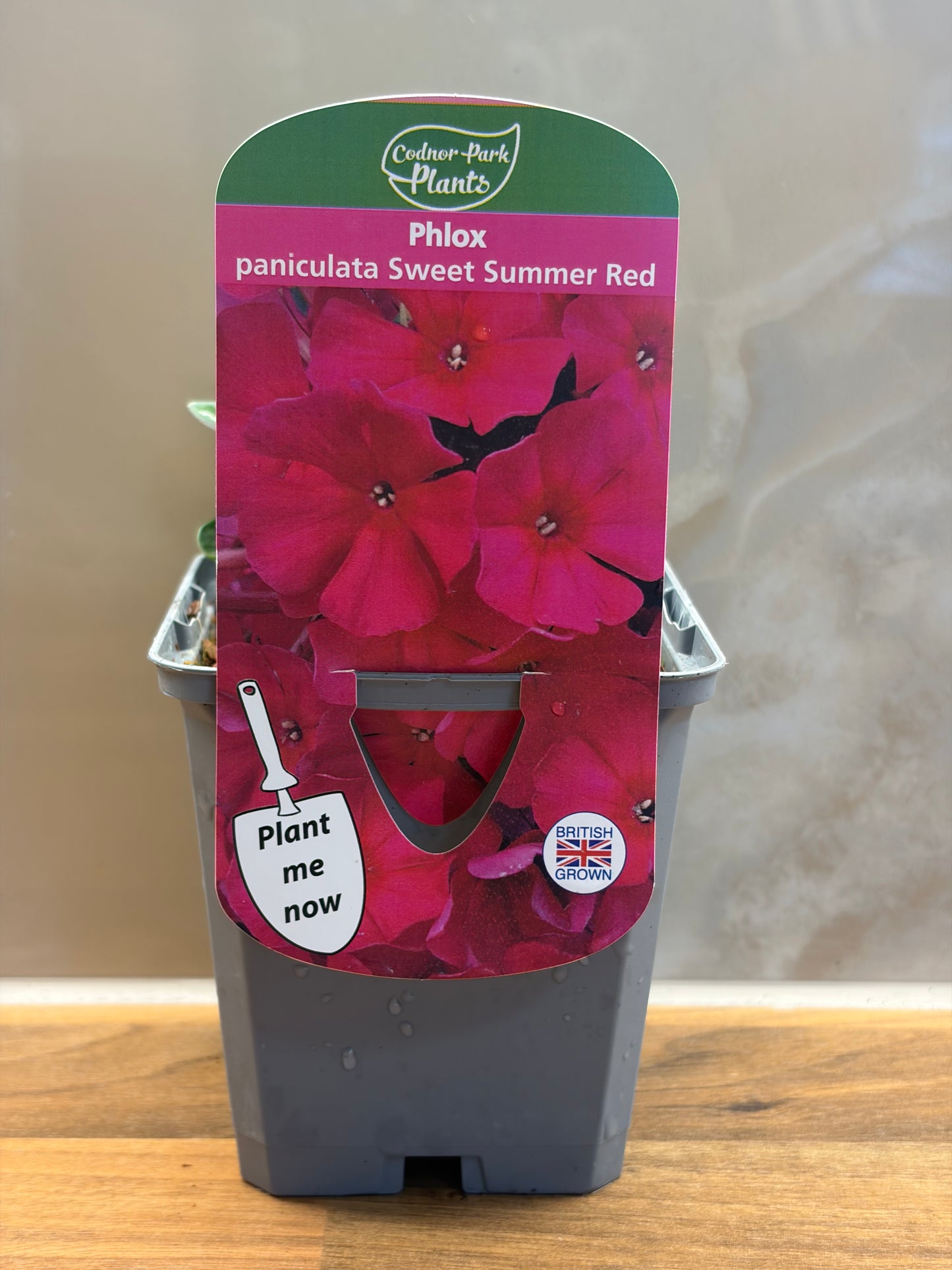 Phlox Sweet Summer Red P9 PHLOX paniculata/141099/177168/GB