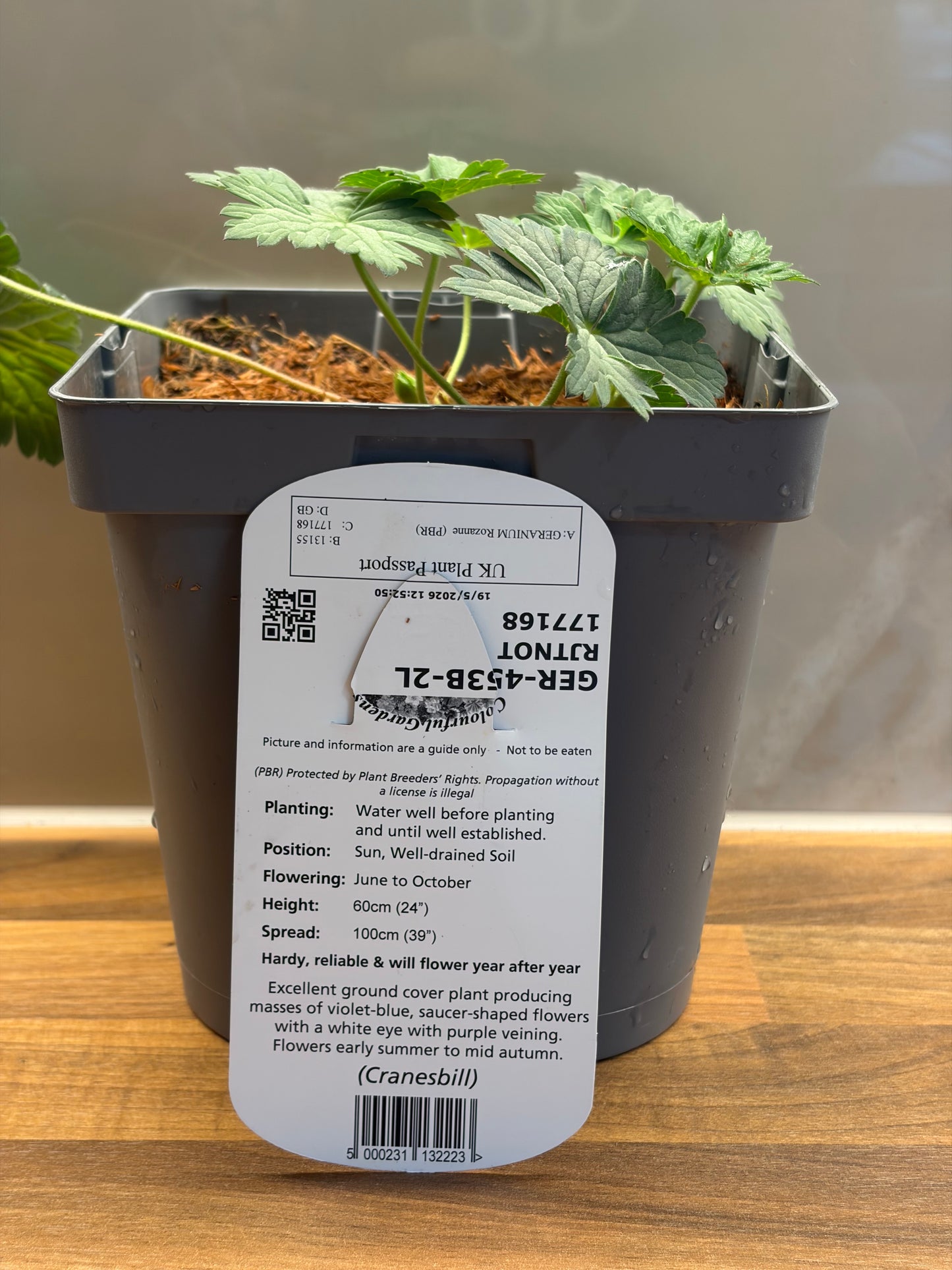 Geranium Rozanne 2L ground spreading garden border plant GERANIUM/141099/177168/GB